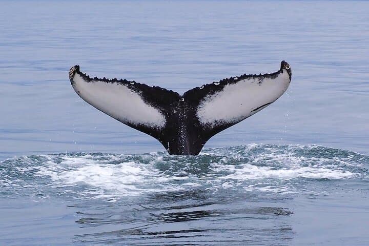 Big Whales & Puffins RIB boat tour - photo 13
