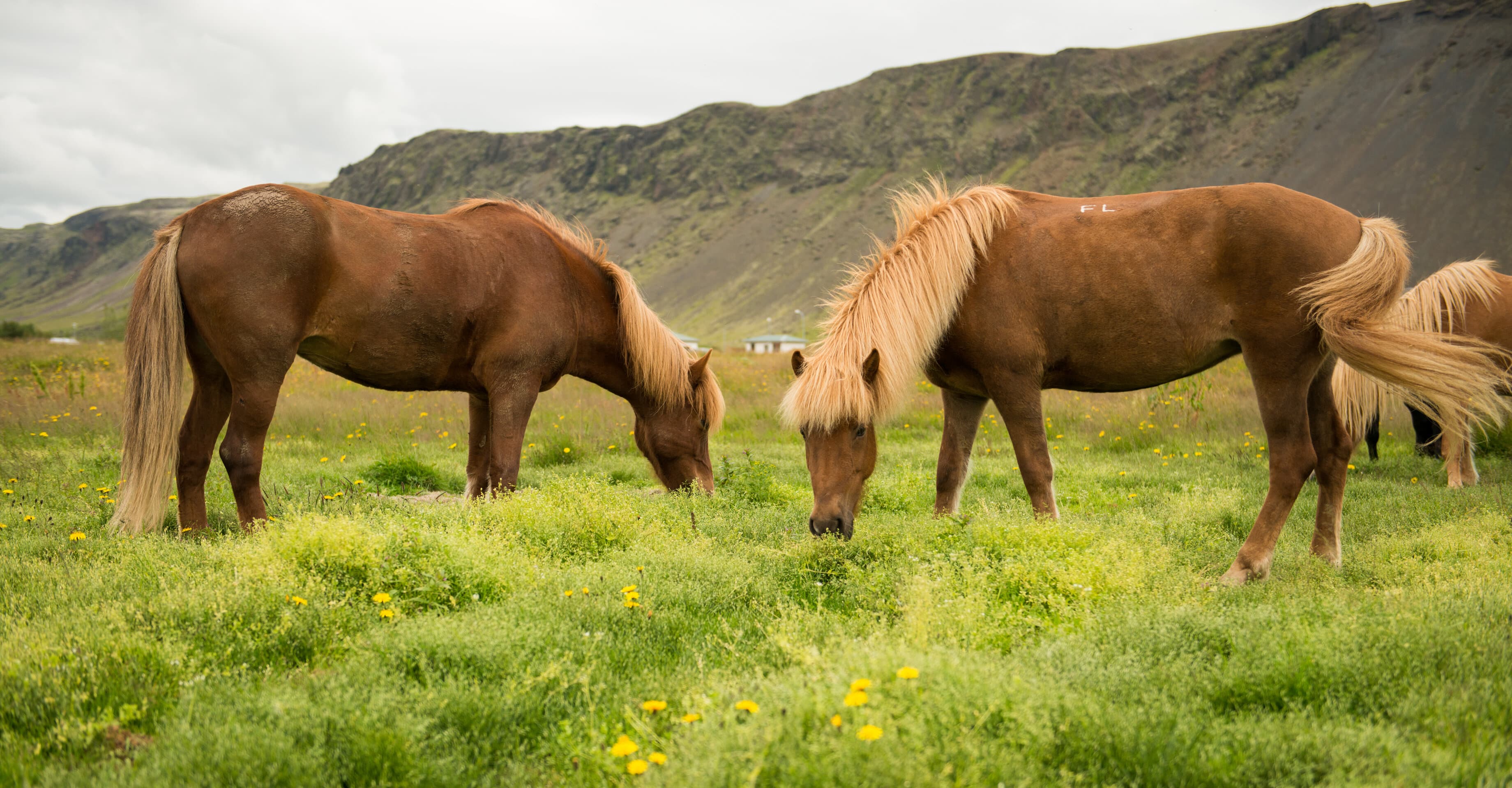 Hot Spring Valley Horse Riding Tour – Reykjadalur - photo 4