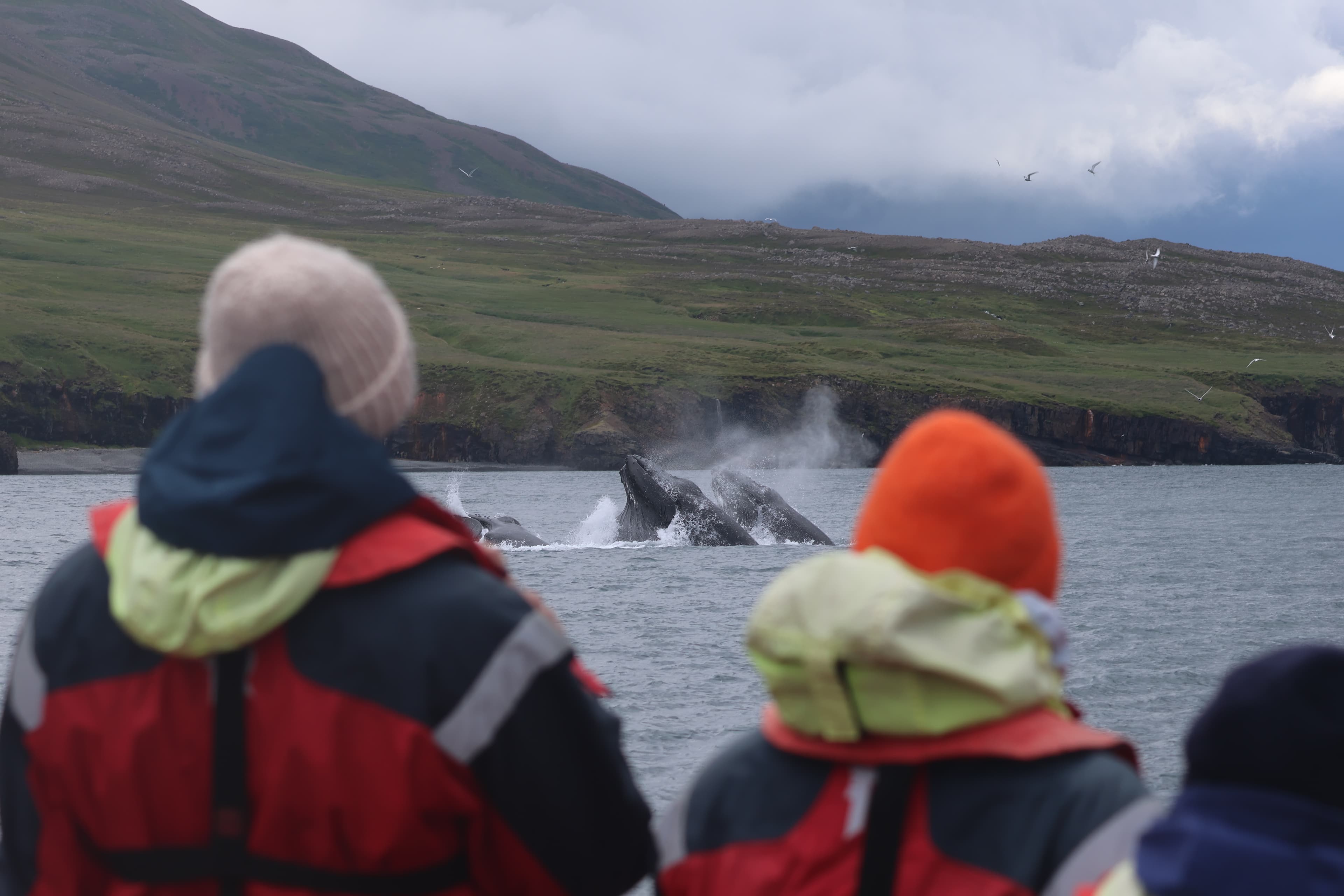 Express Whale Watching From Dalvík - photo 3