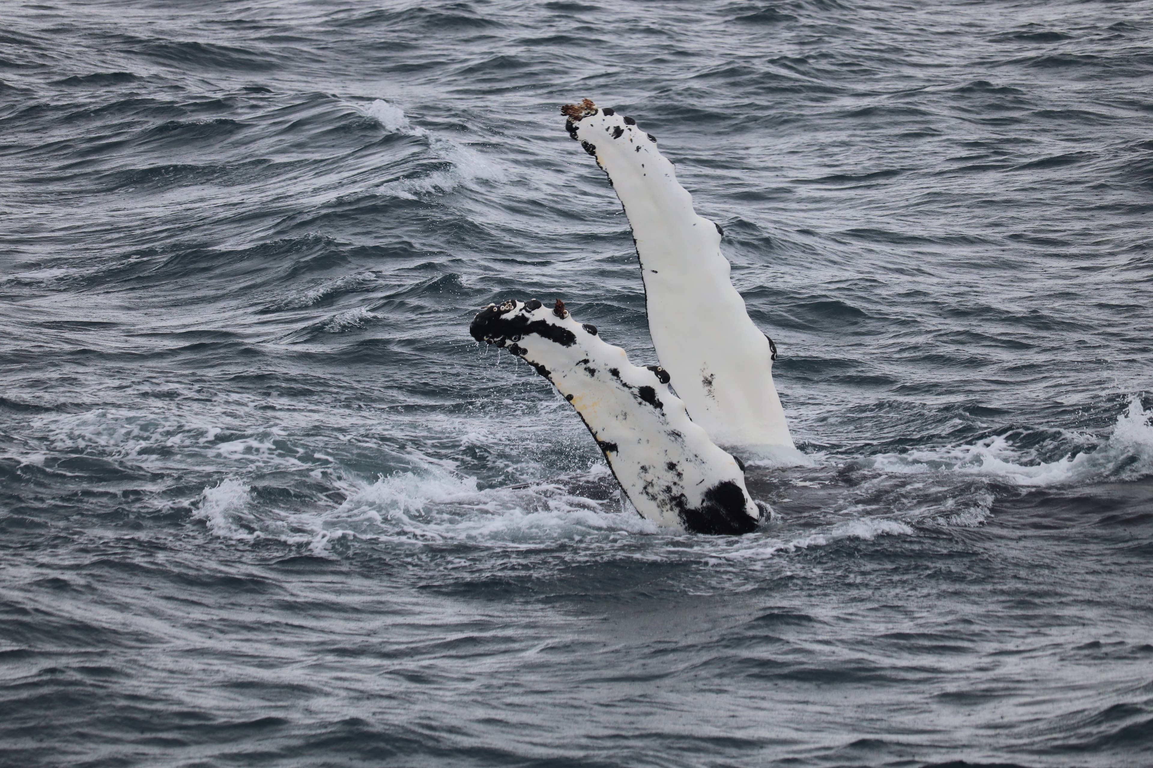Whale Watching - photo 7