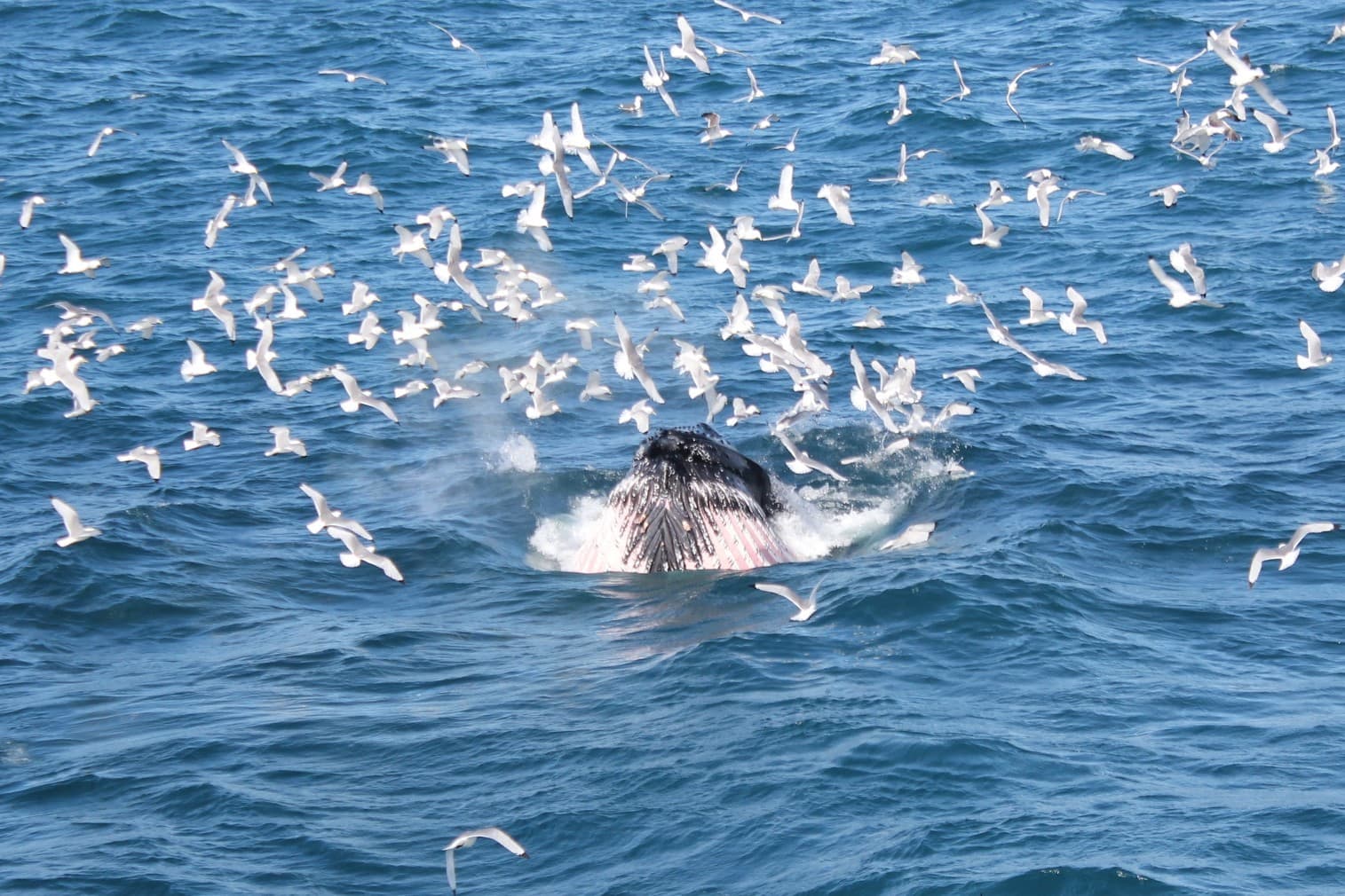 Whale Watching & FlyOver: Aerial Excursions and Oceanic Encounters - photo 4