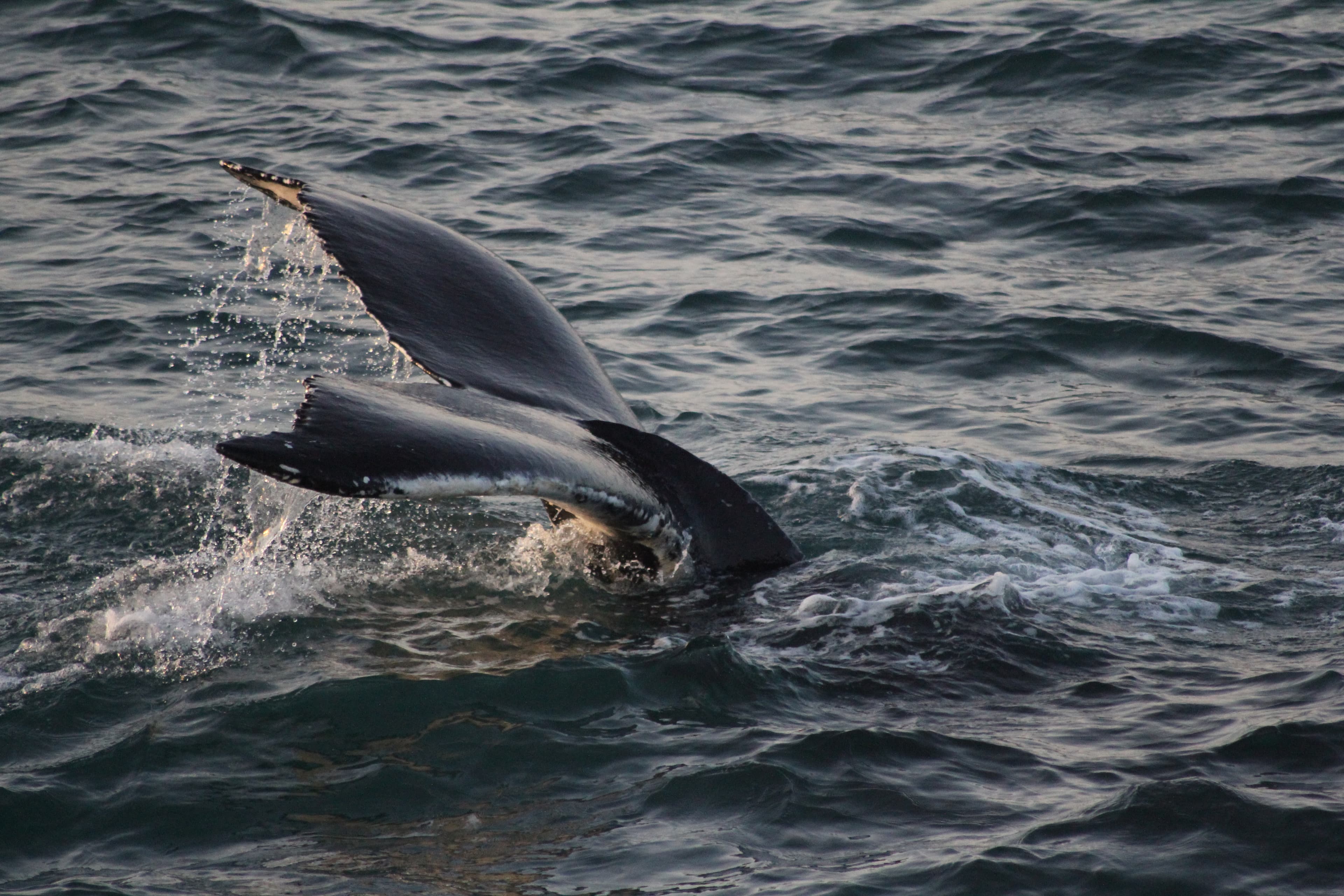 RIB Whale Expedition: 2-Hour High-Speed Adventure