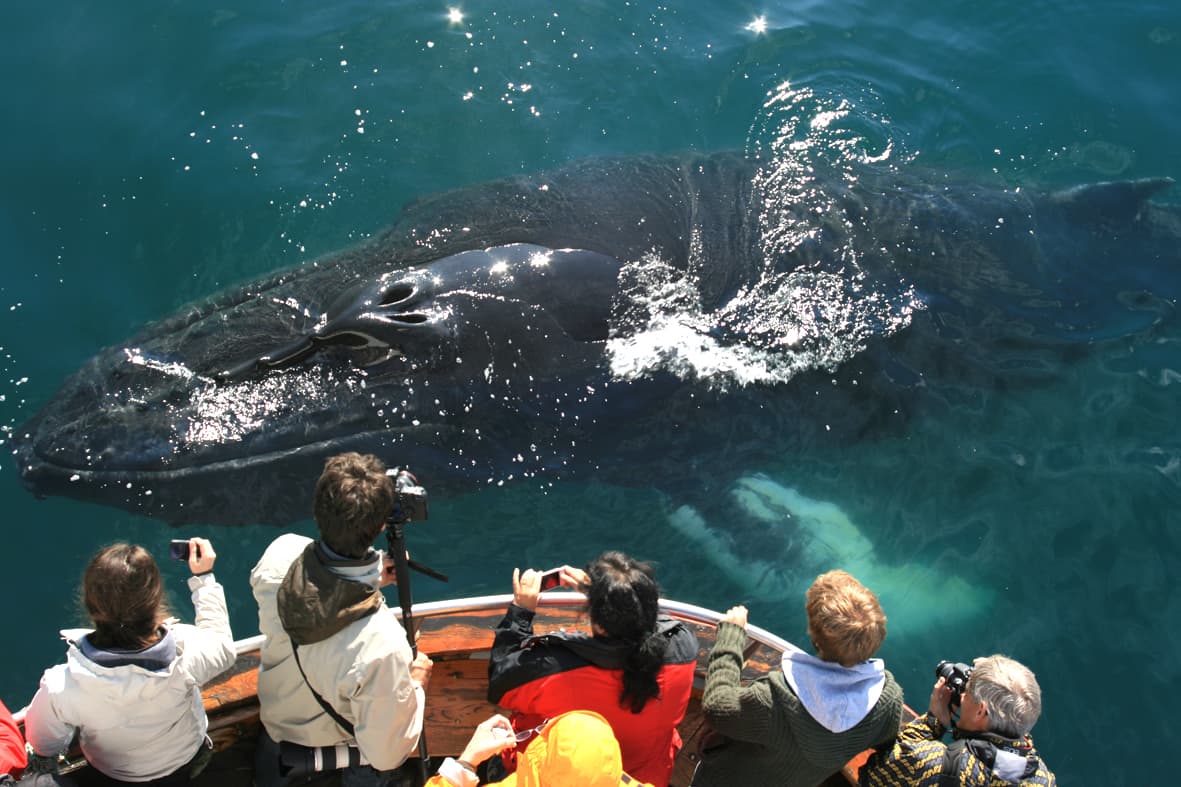 Classic Whale Watching from Dalvík - photo 2