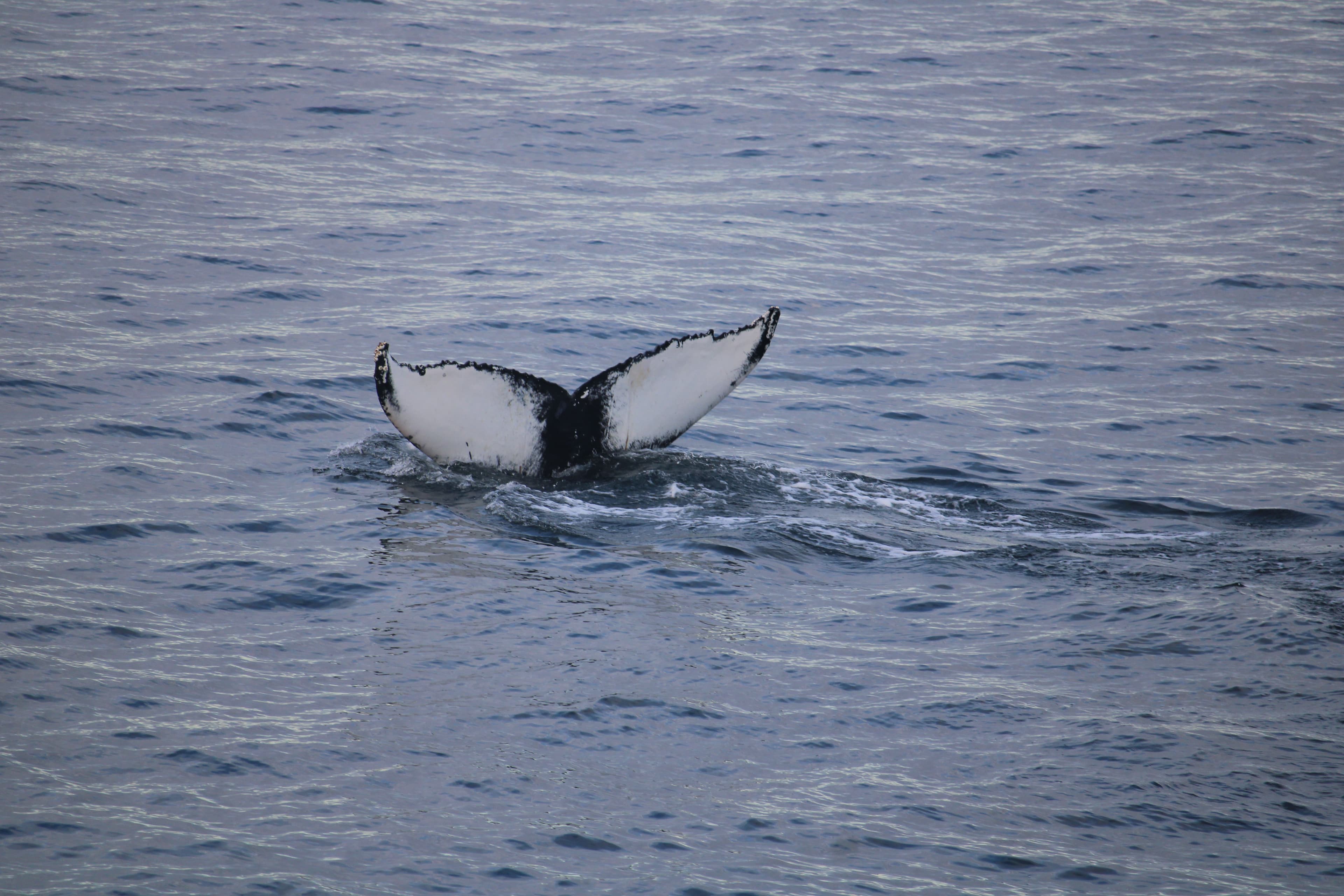 Whale Wonders: Morning Expedition - photo 5