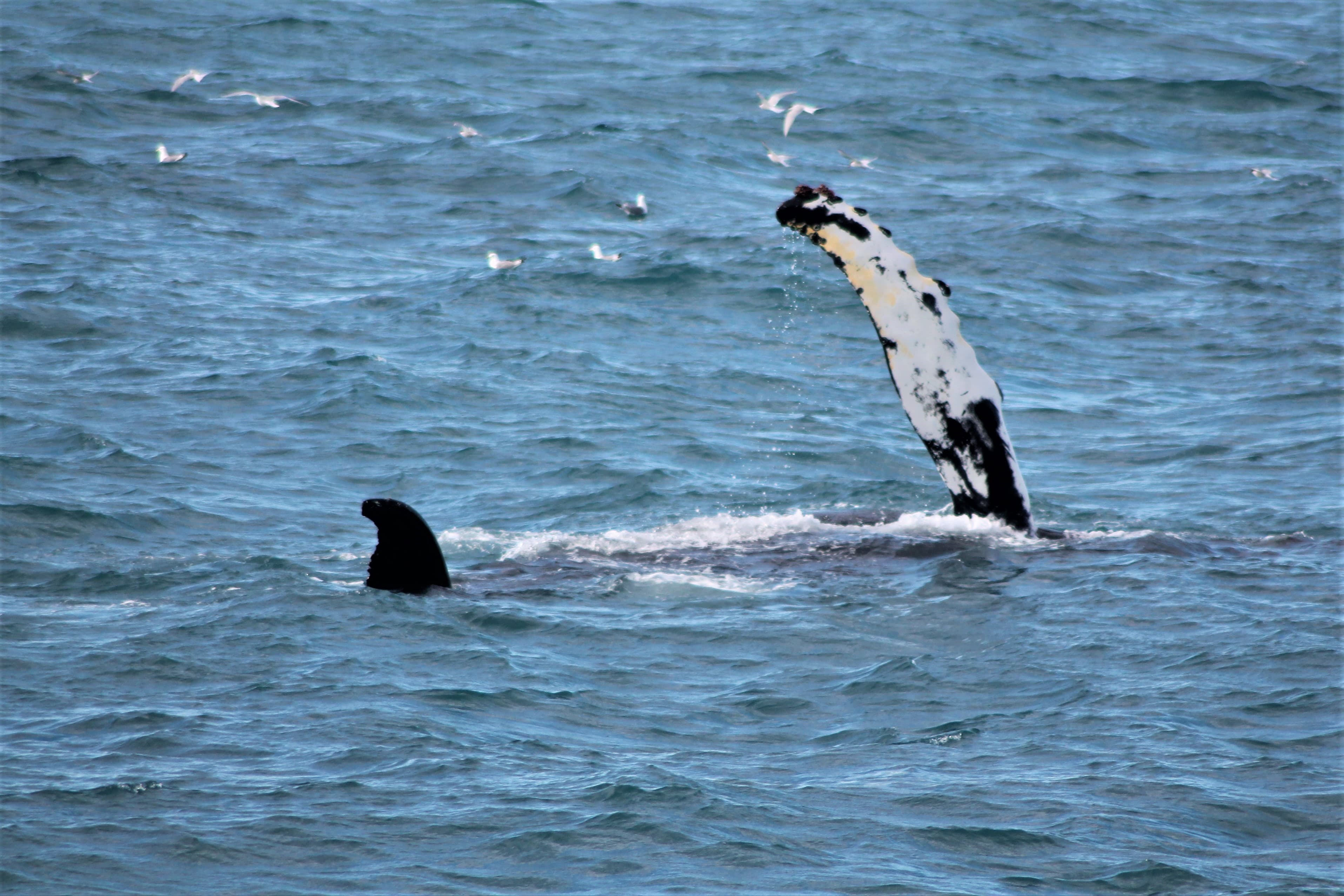 Whale Watching & FlyOver: Aerial Excursions and Oceanic Encounters