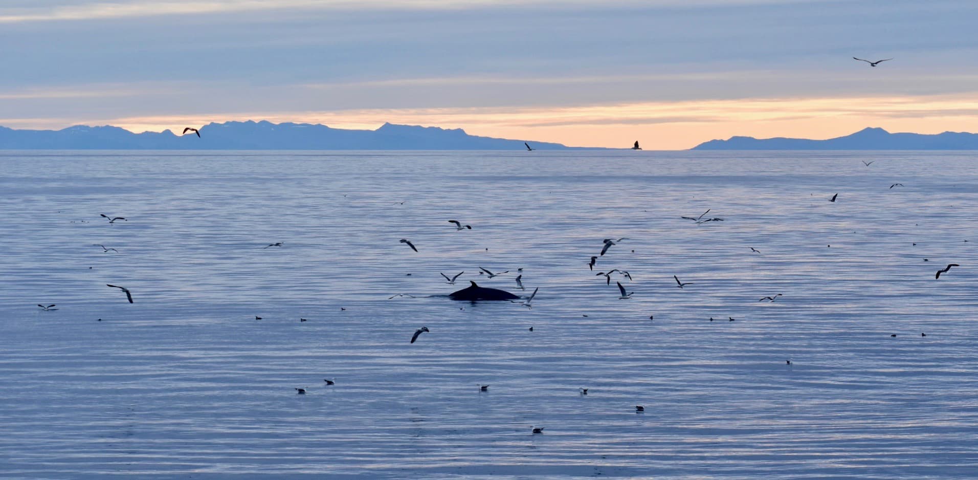 Reykjavík Classic Whales in the Midnight Sun - photo 13