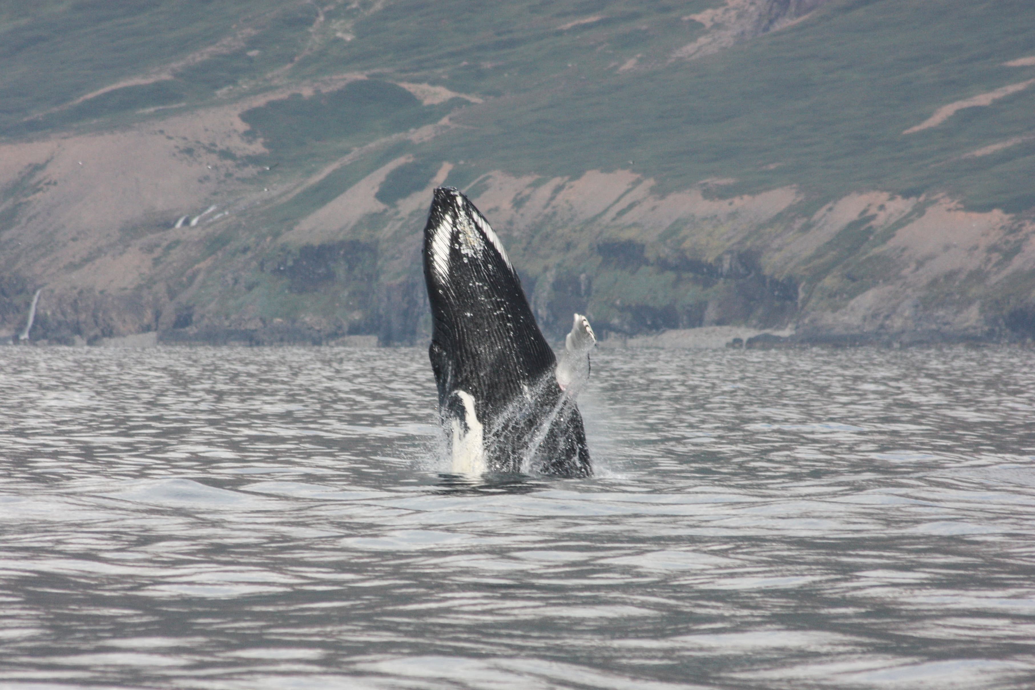 Akureyri Express Whales & Eyjafjord - photo 12