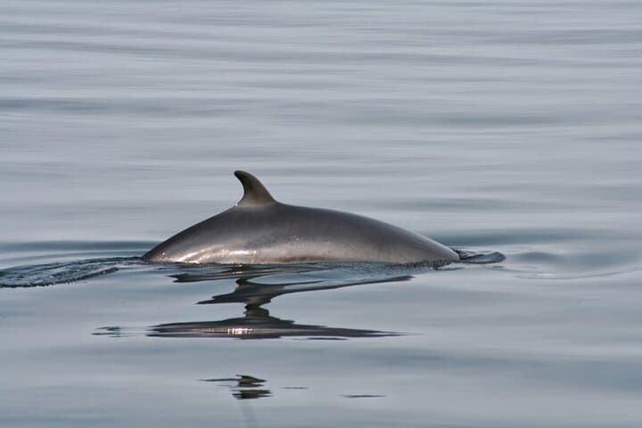 Whale Watching & Dolphin Yacht Cruise - photo 19