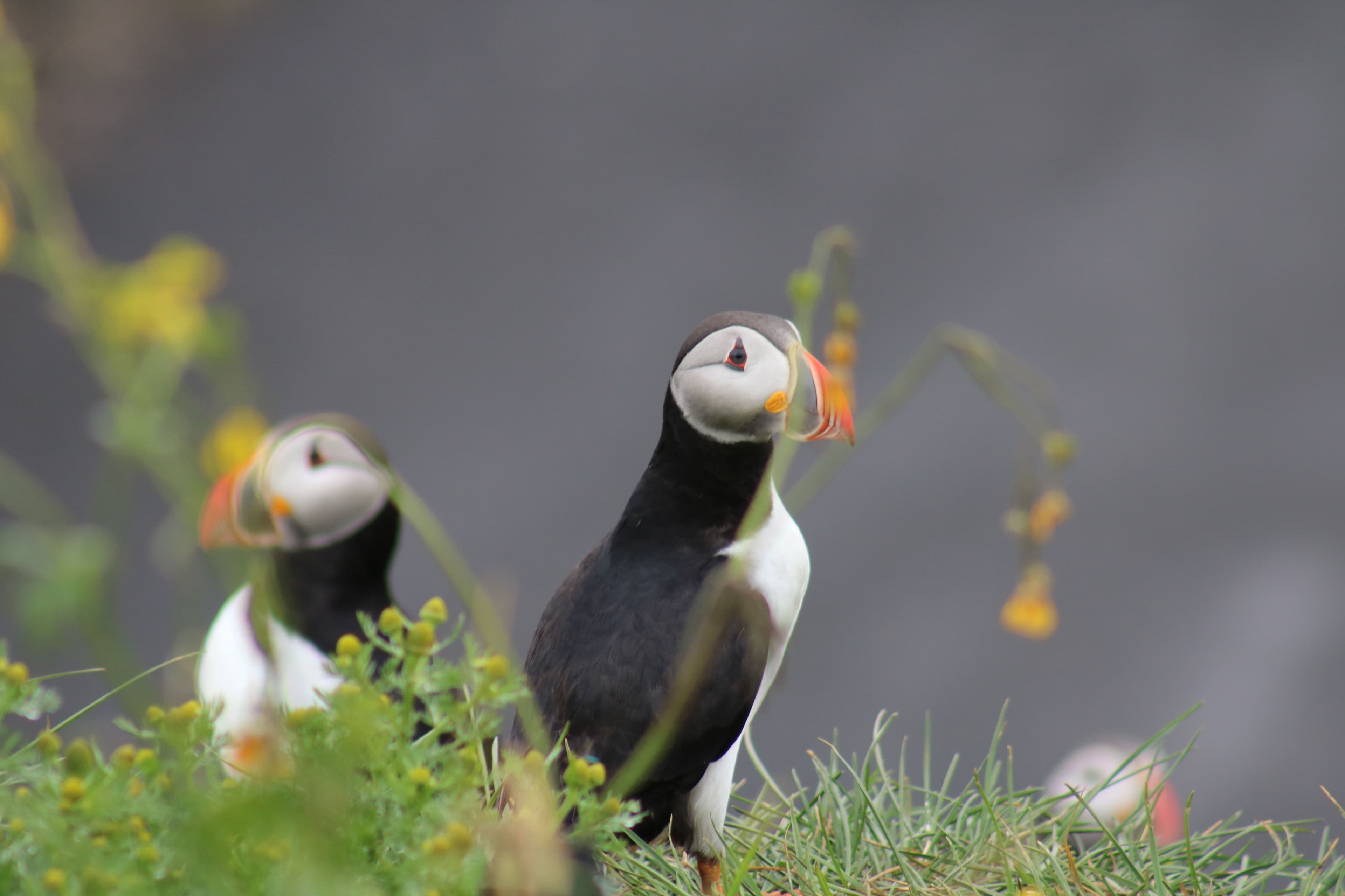Reykjavík Classic Puffin Watching - photo 7