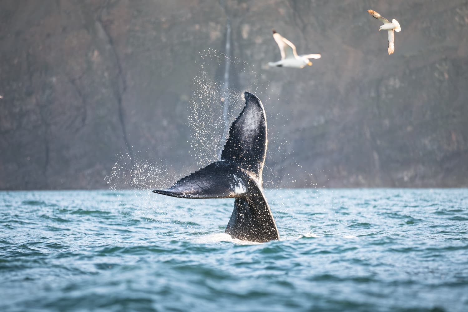 Whales and Puffins - photo 5