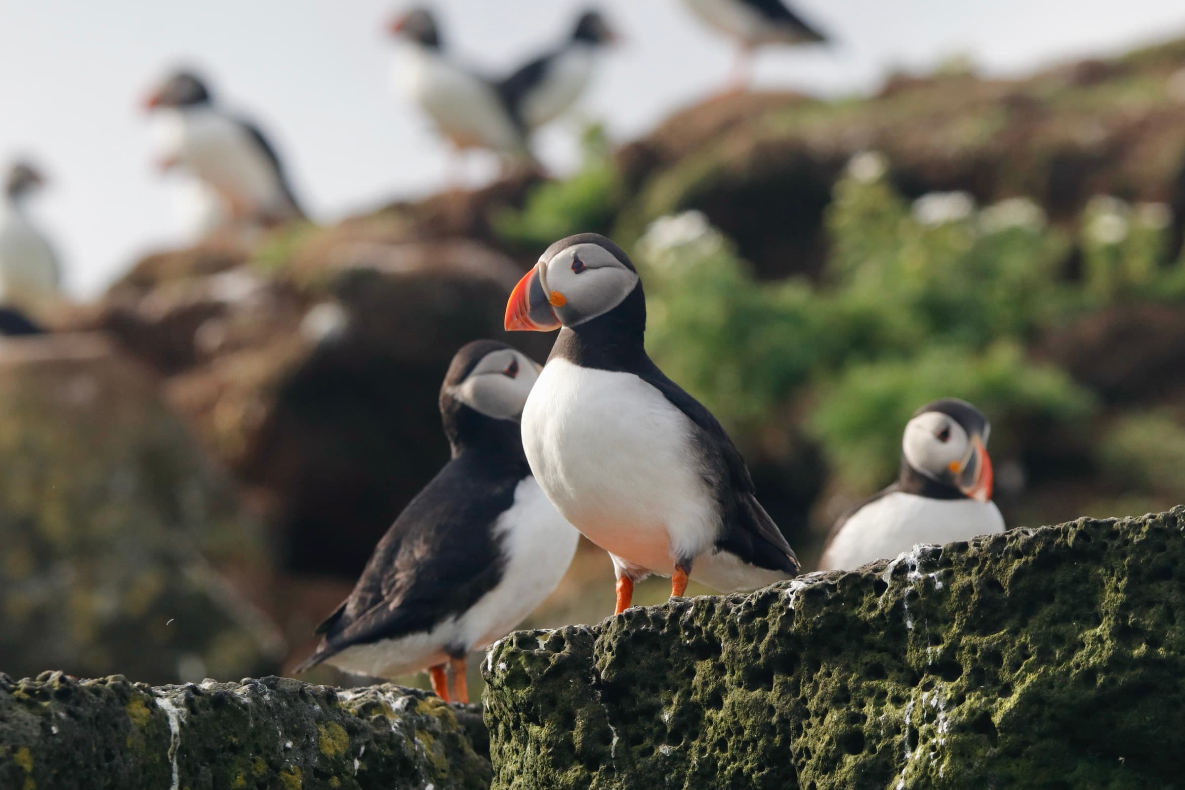 Reykjavík Whales & Puffins - photo 17