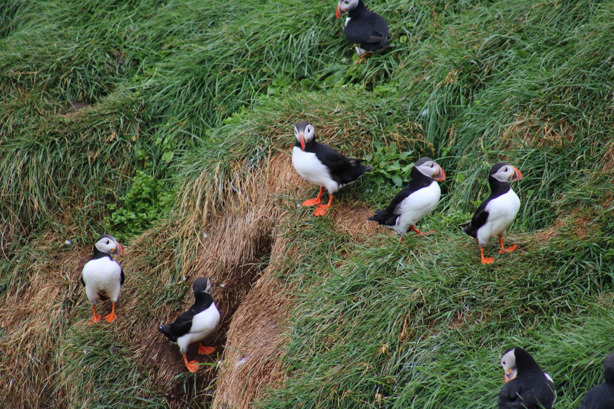 Reykjavík Premium Puffin Watching - photo 13