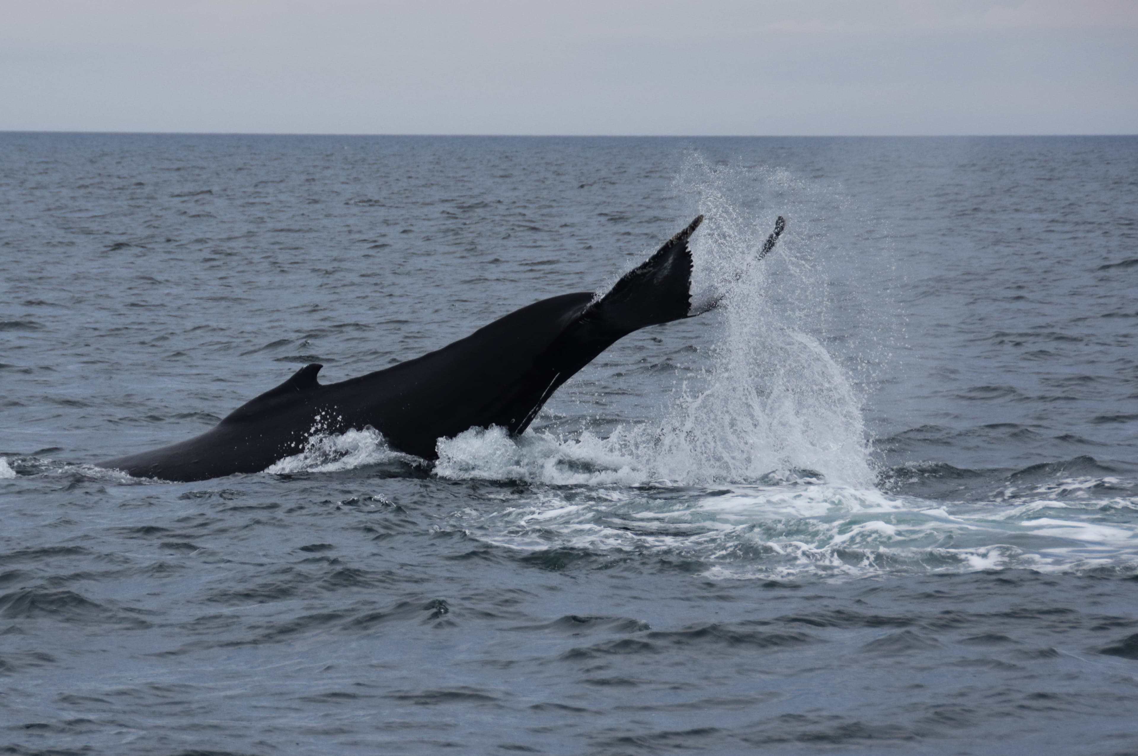 Whale Watching & Whales of Iceland Museum - photo 9