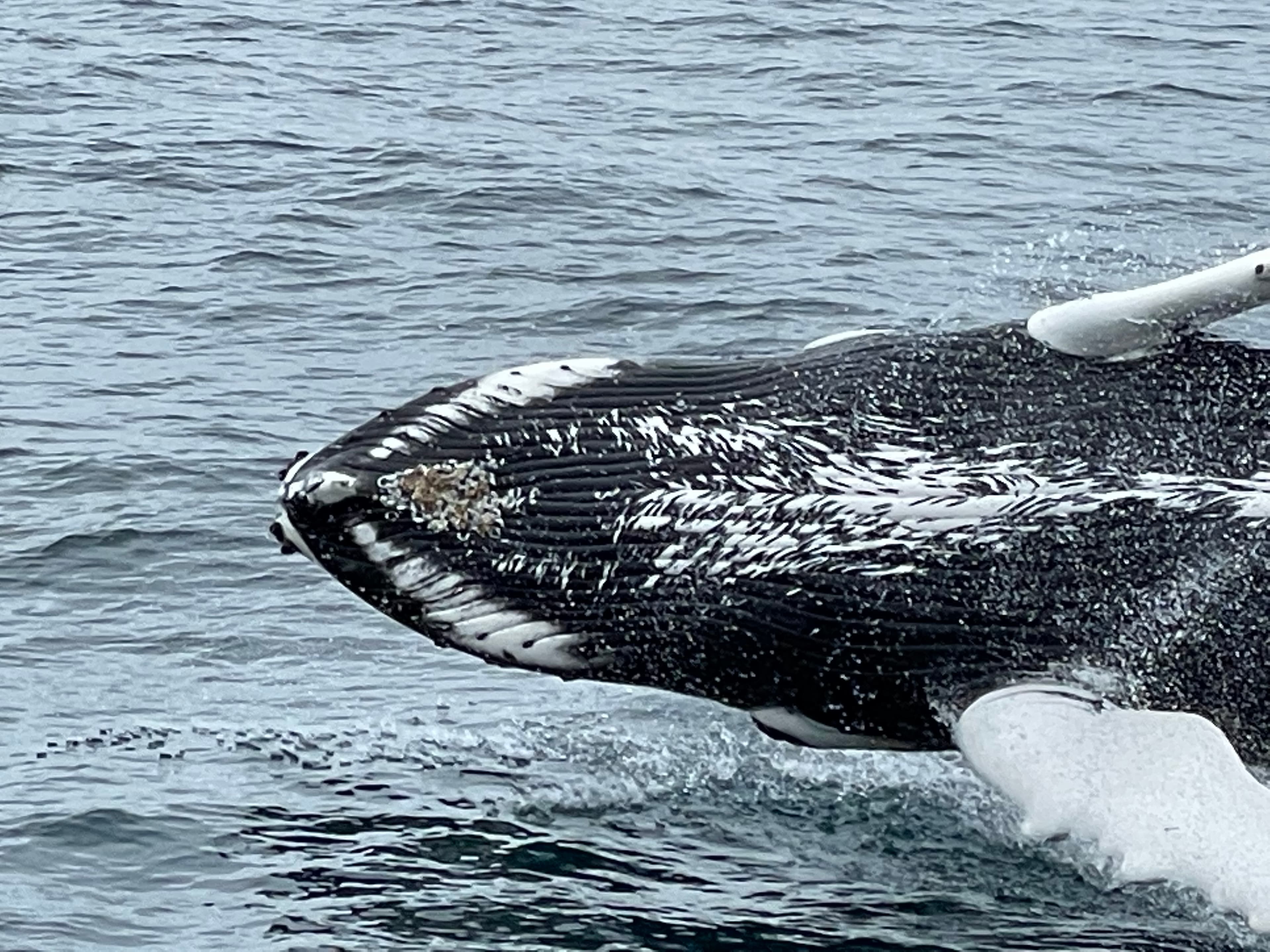 Best Value Whale Watching tour from Reykjavik - photo 15