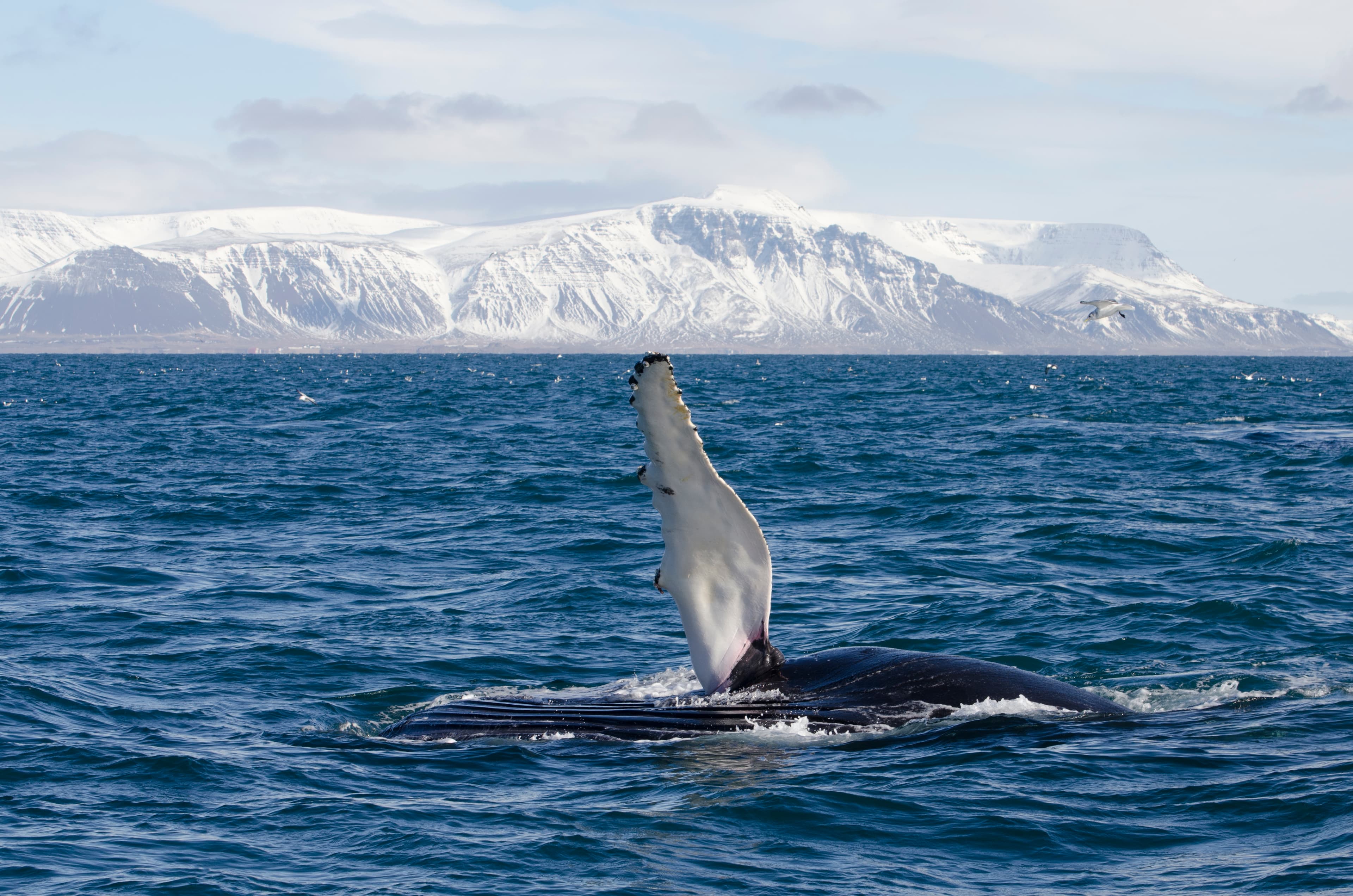 Reykjavík Whales & Buggy - photo 9