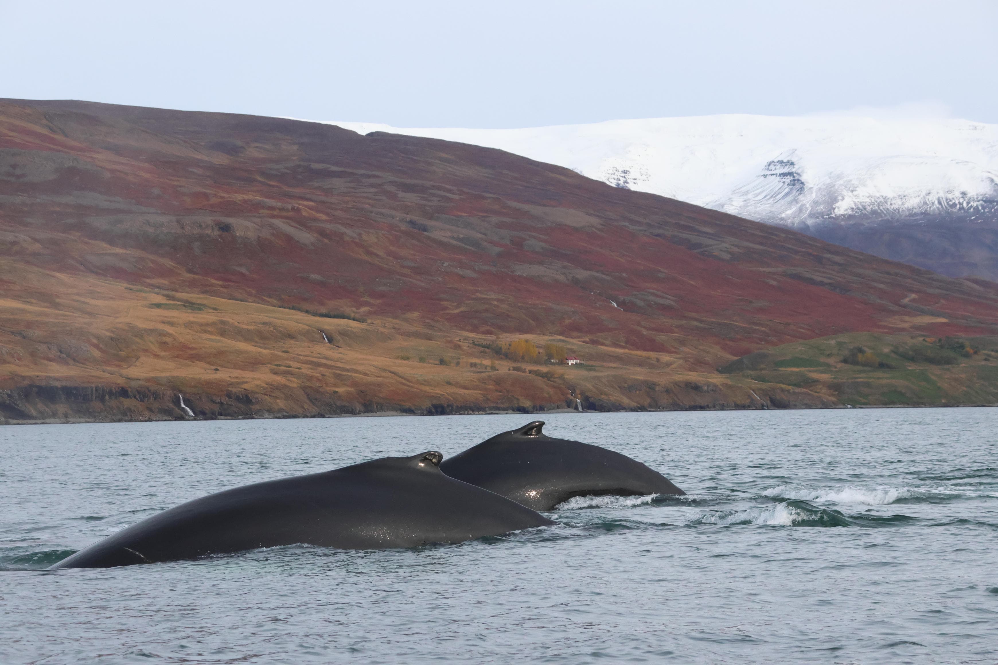Akureyri Classic Whale Watching - photo 14
