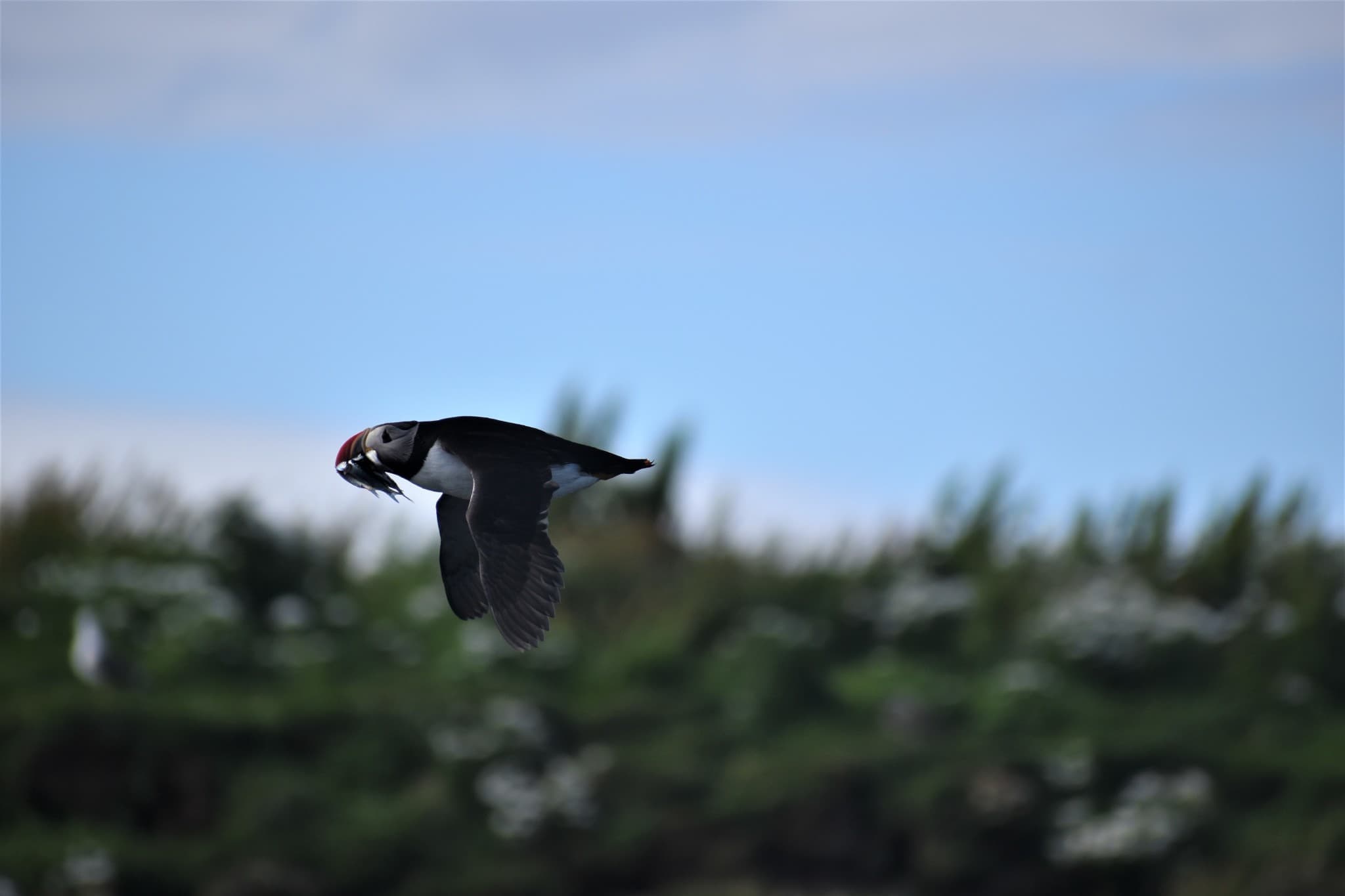 Reykjavík Classic Puffin Watching - photo 17