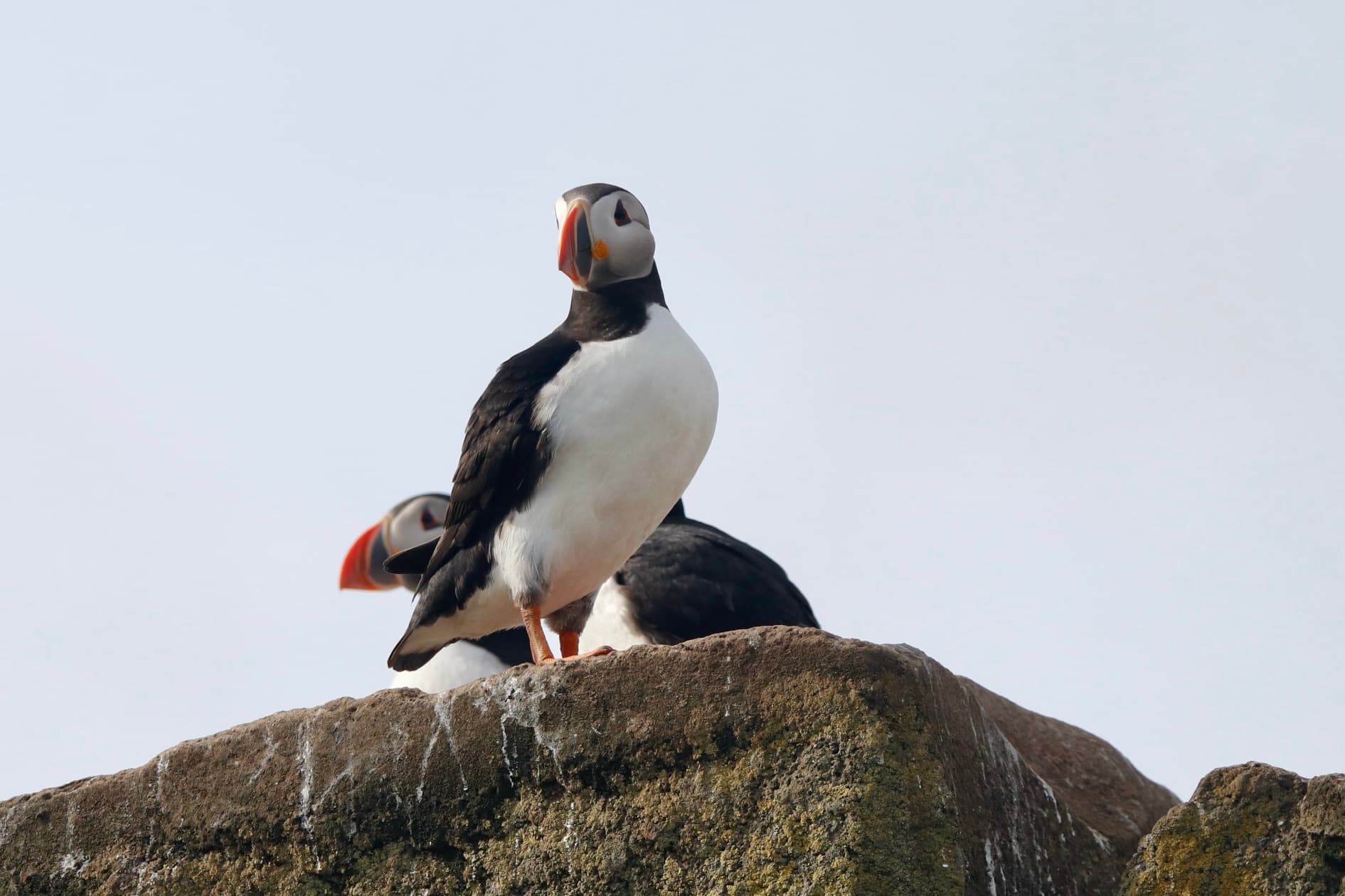 Reykjavík Classic Puffin Watching - photo 5