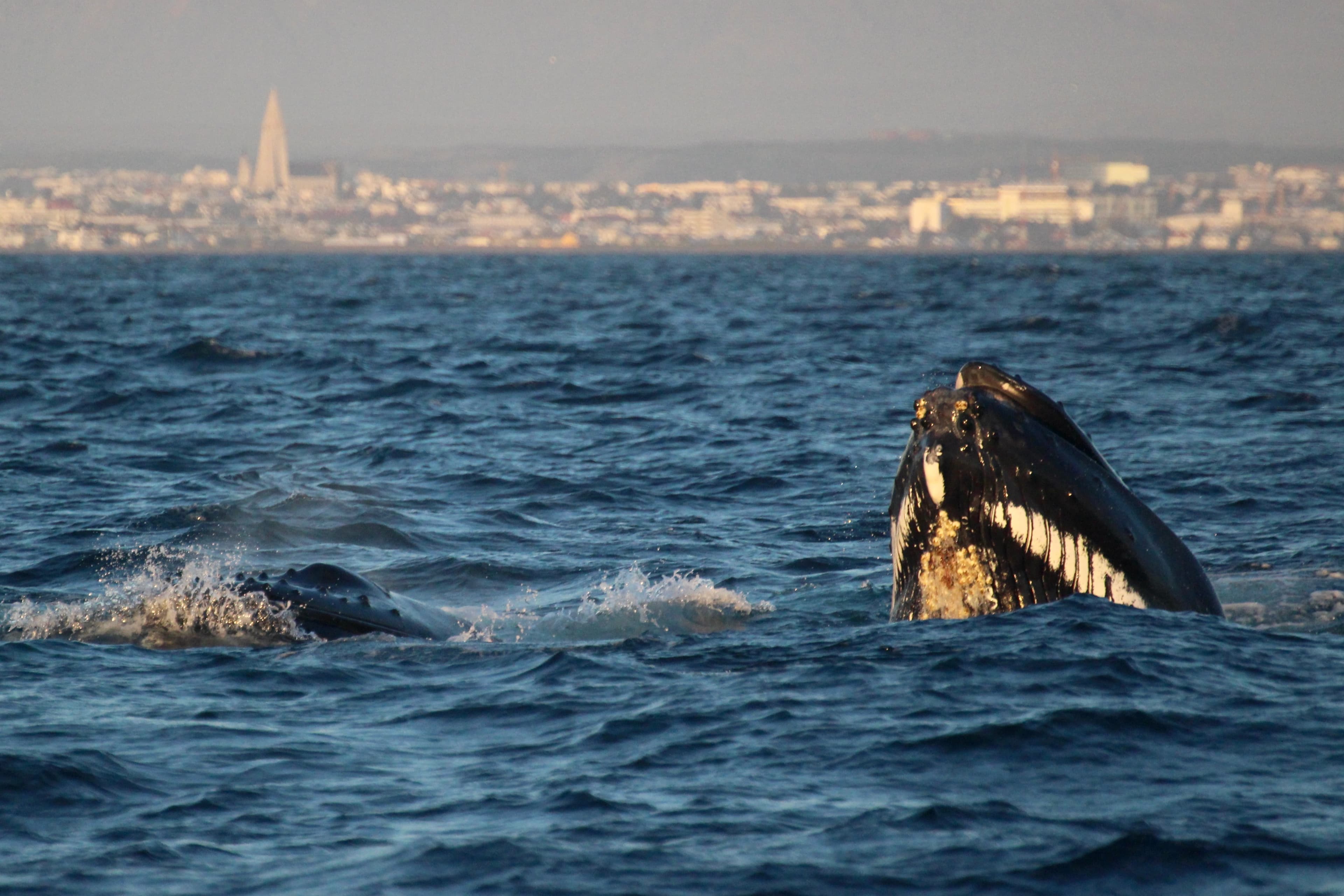 Reykjavík Premium Whale Watching - photo 15