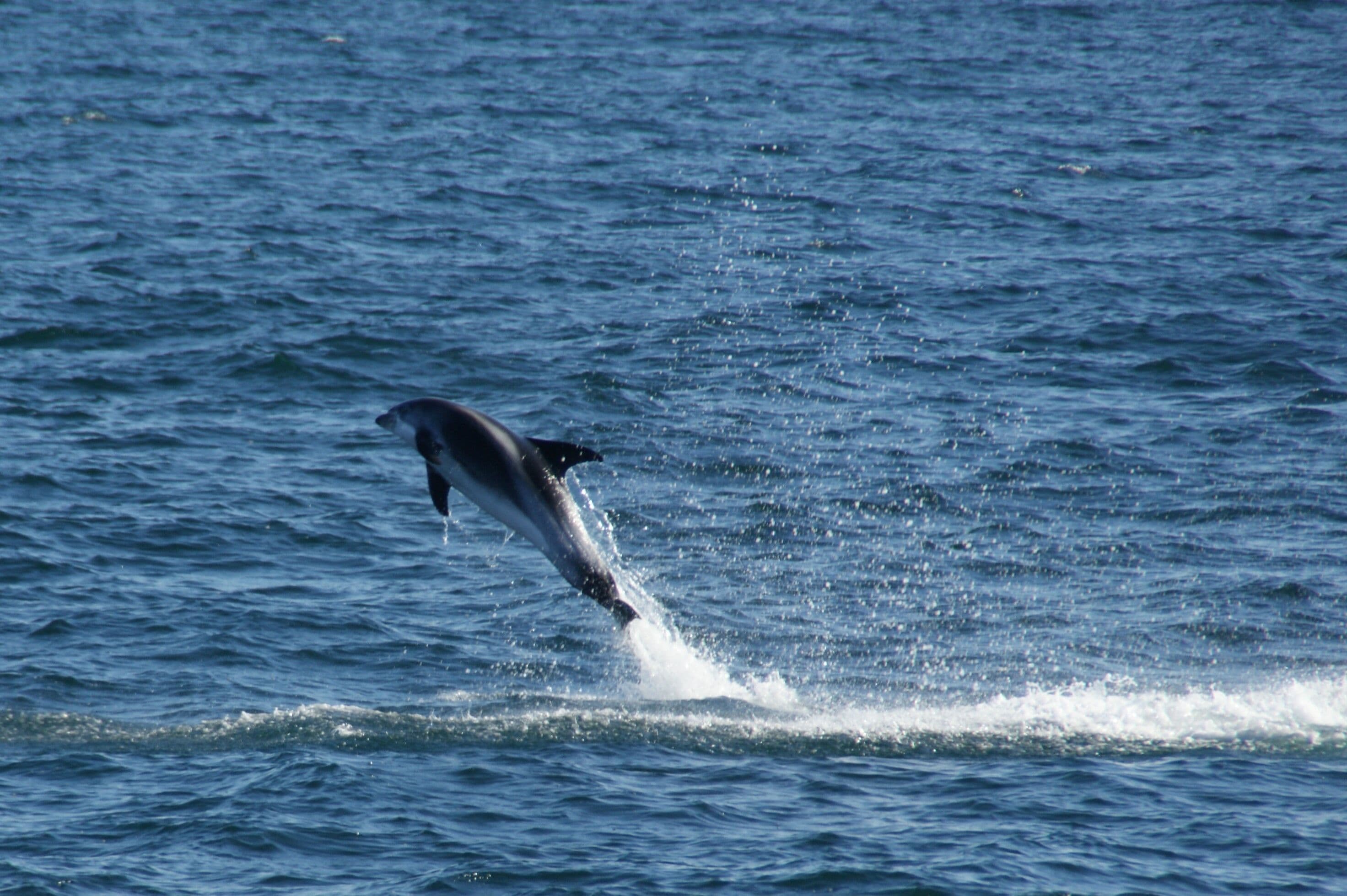 Reykjavík Classic Whale Watching  - photo 27