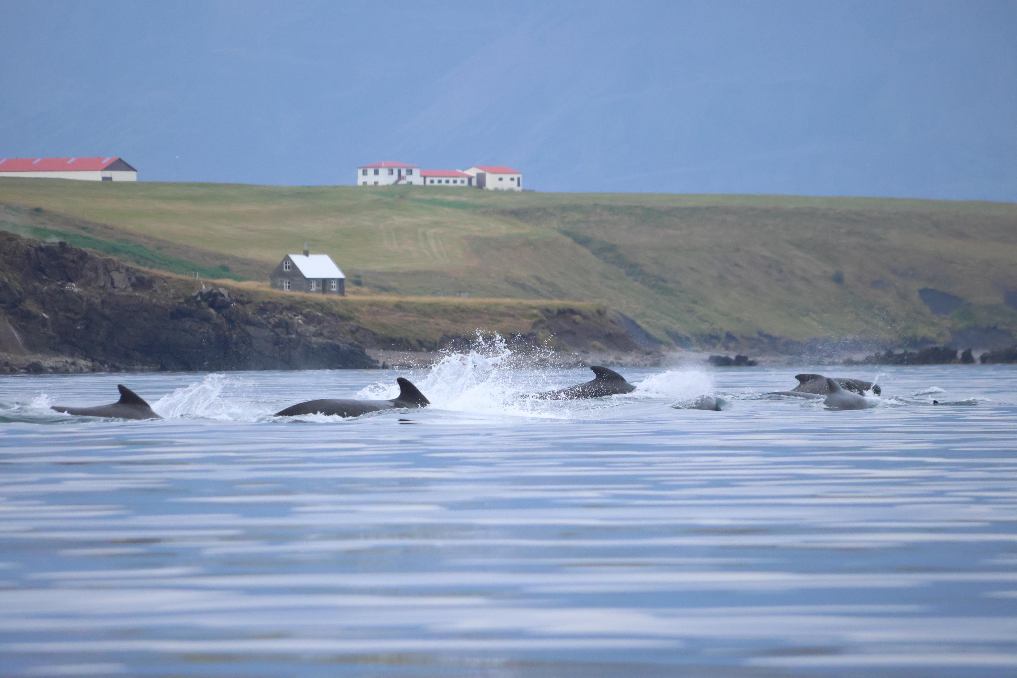 Akureyri Express Whales & Eyjafjord - photo 14