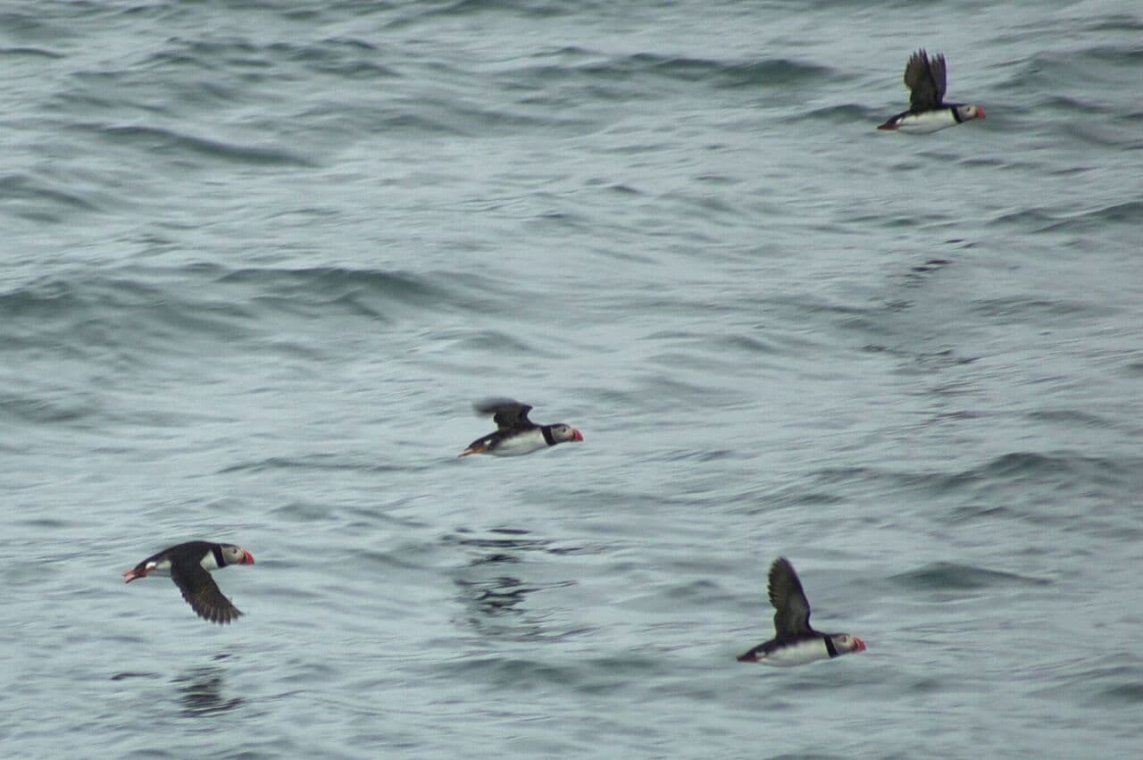 Reykjavík Premium Puffin Watching - photo 12