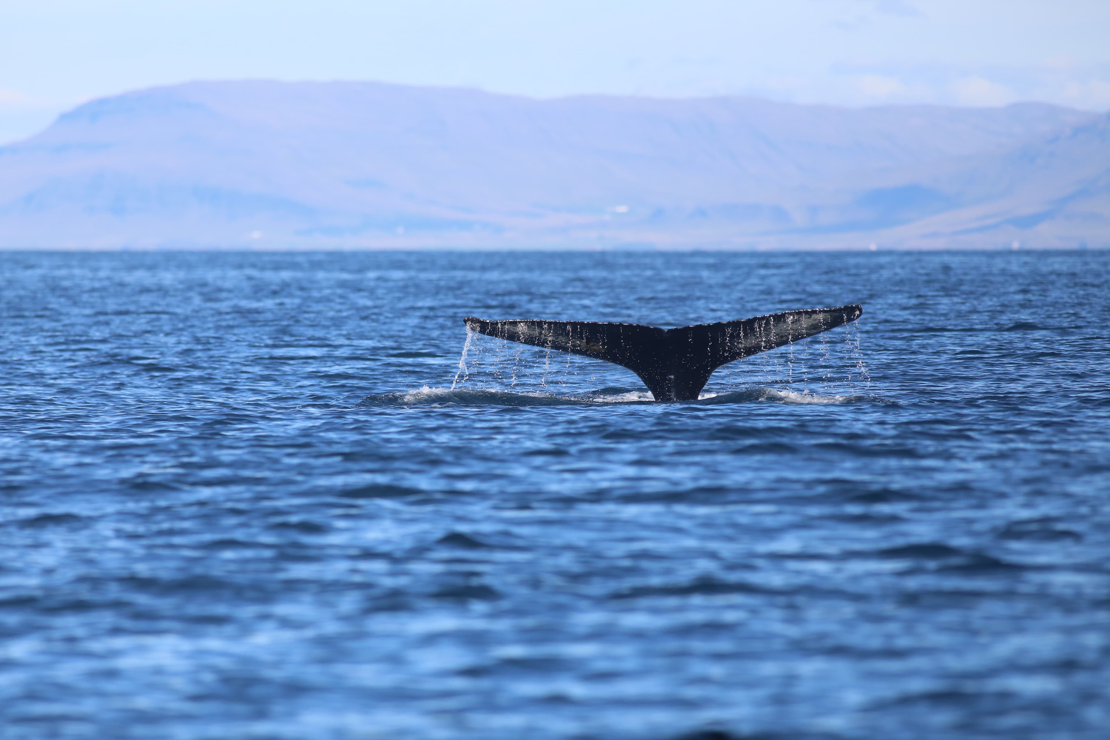 Whale Watching and Puffin Tour: Explore Iceland's Wildlife from Old Harbour in Downtown Reykjavik - photo 10