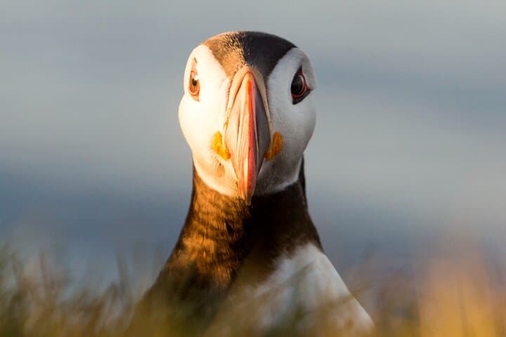 Big Whales & Puffins RIB boat tour - photo 11