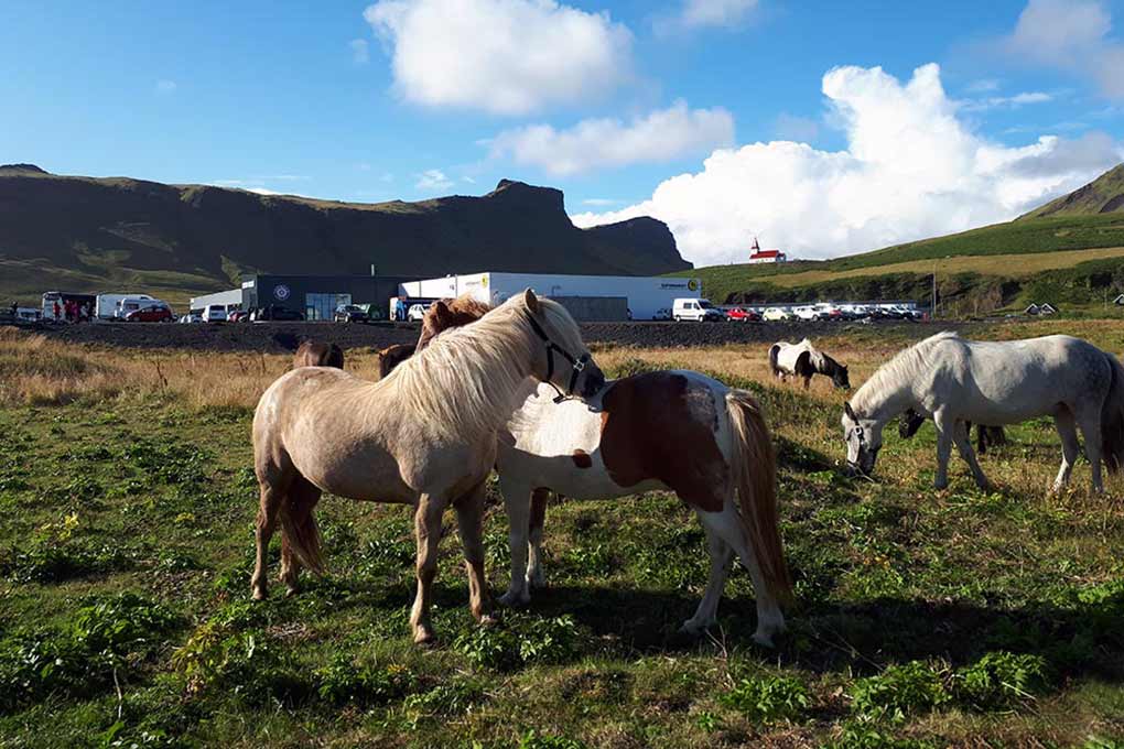 South Coast Waterfalls & Black Beach Horse Riding - photo 2
