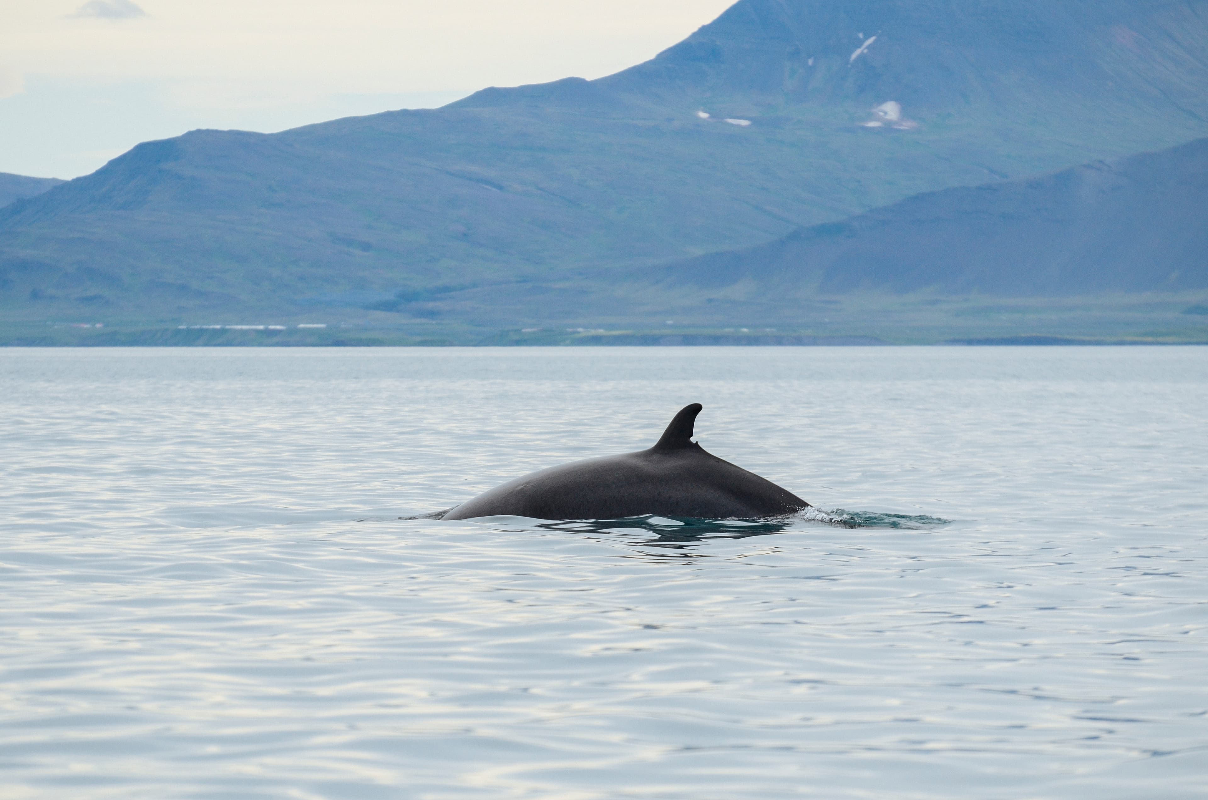 Whales & FlyOver Iceland - photo 3