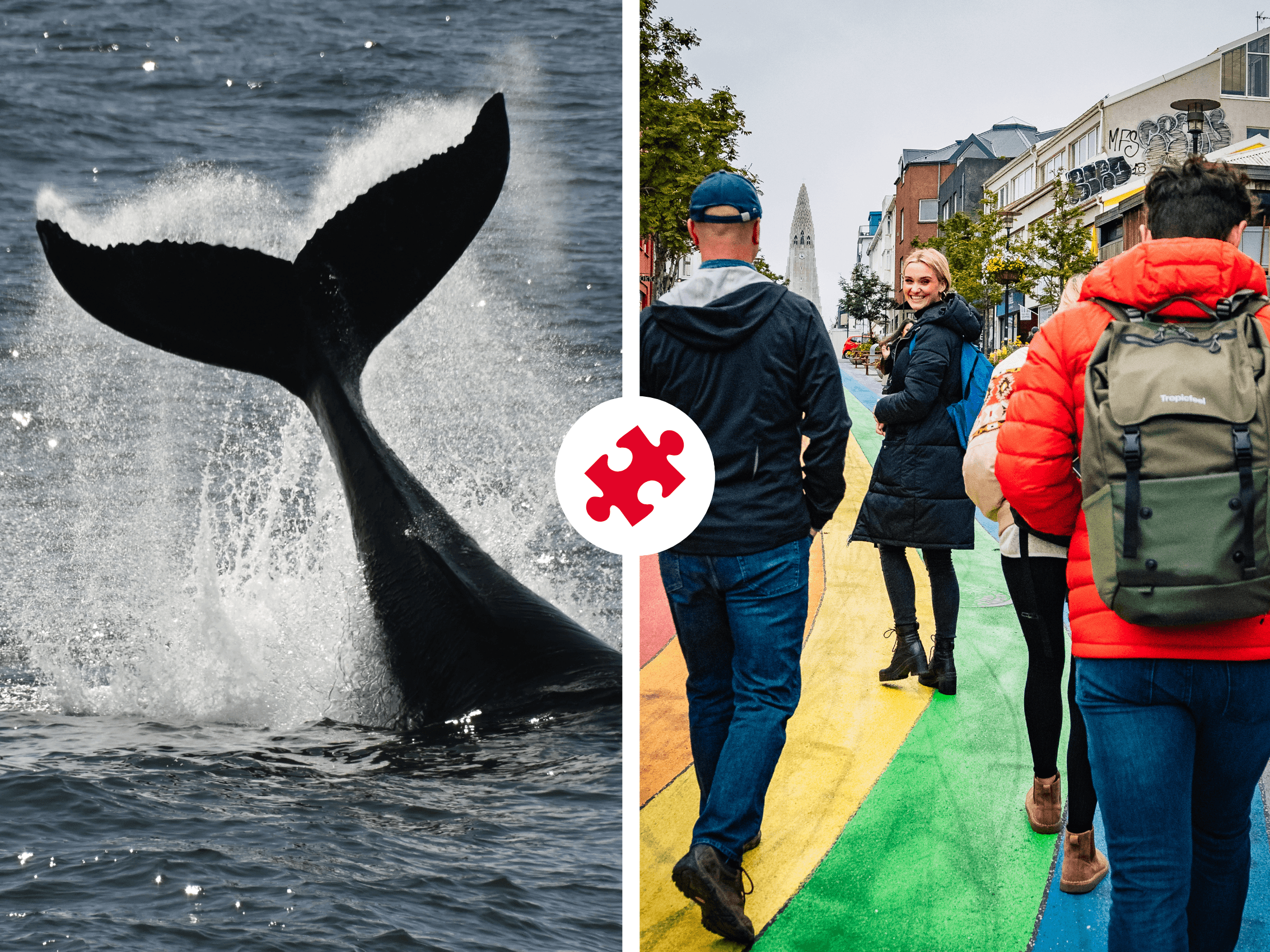 Whale Watching & The Reykjavík Food Walk
