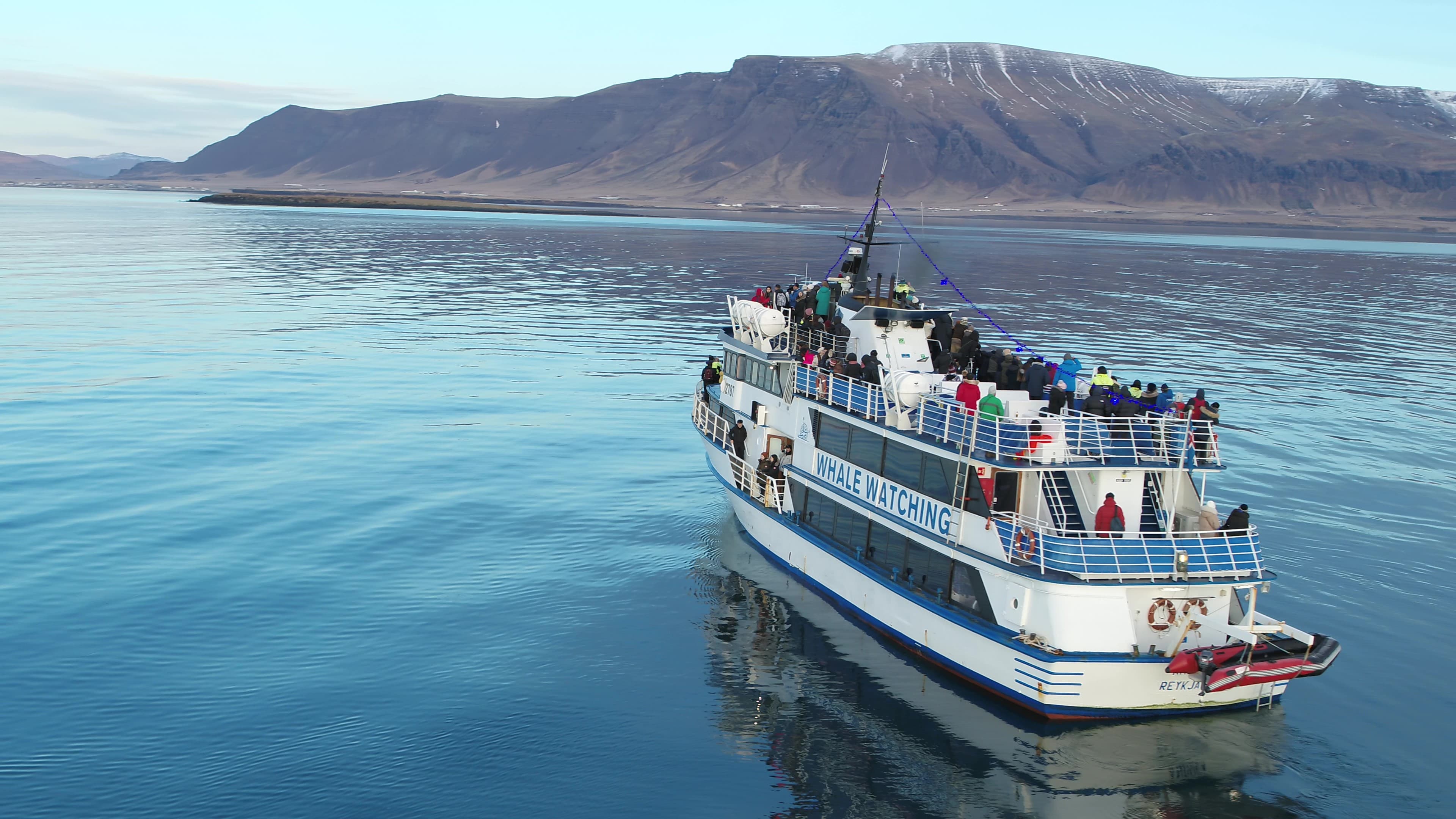 Whale Watching - photo 15
