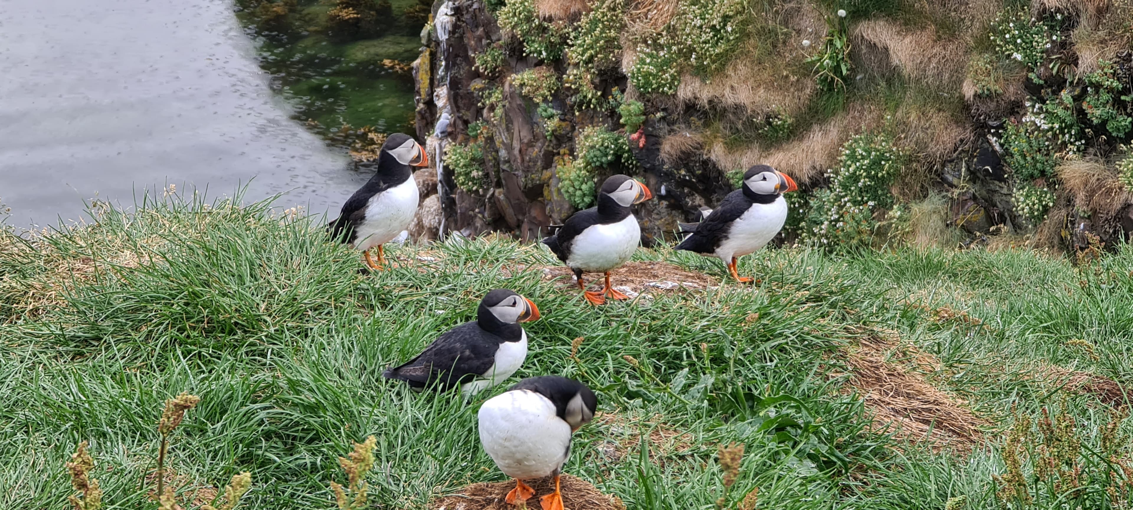 Puffin Quest - photo 14