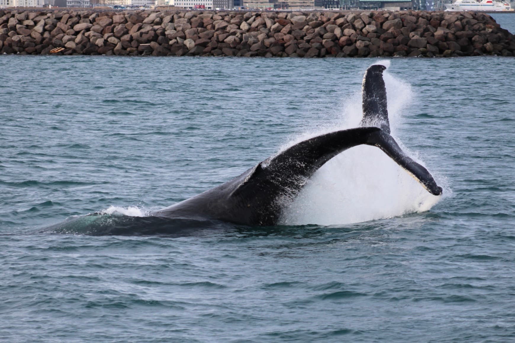 Reykjavík Classic Whale Watching  - photo 34