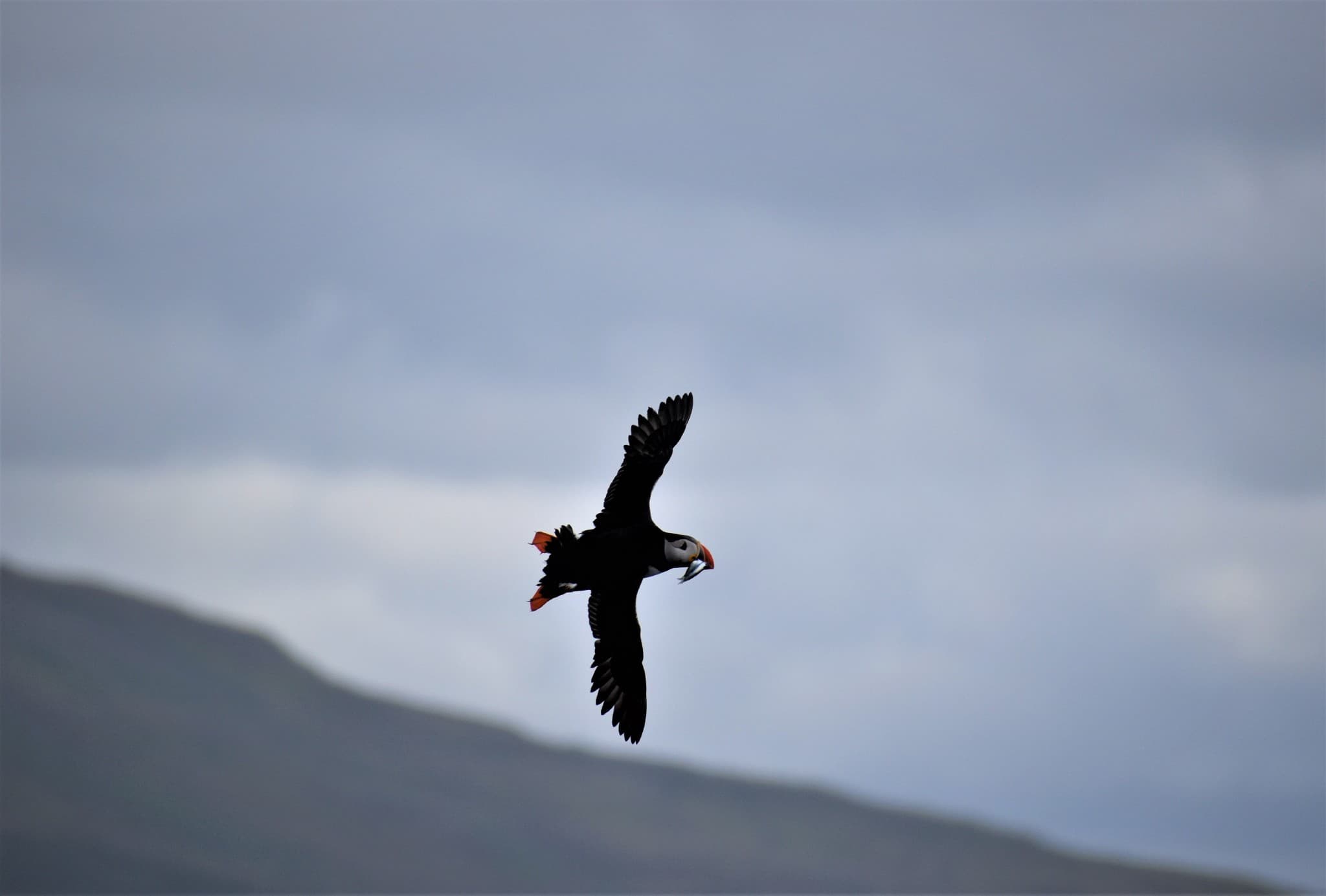 Reykjavík Classic Puffin Watching - photo 19