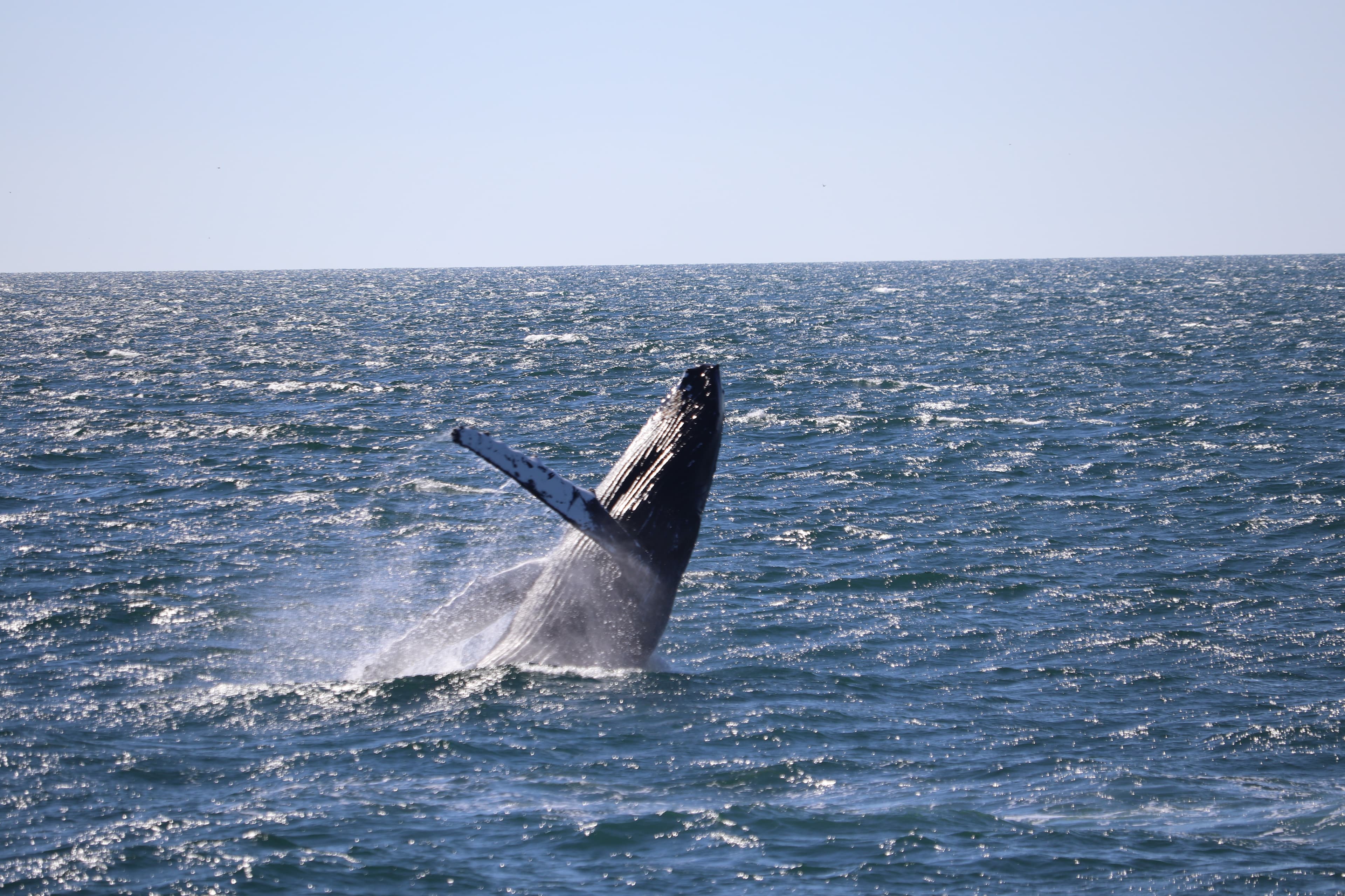 Whale Watching & Northern lights Combo Cruise from Reykjavik - photo 2