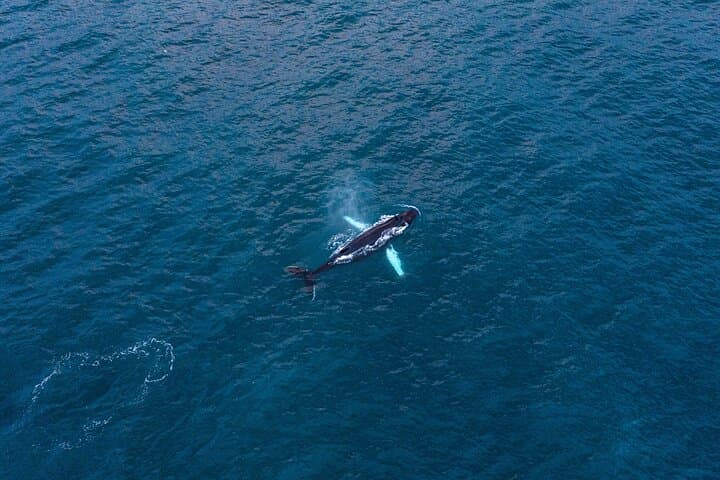 Big Whales & Puffins RIB boat tour - photo 4