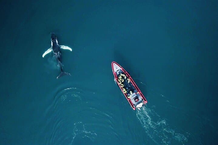 Big Whales & Puffins RIB boat tour - photo 10