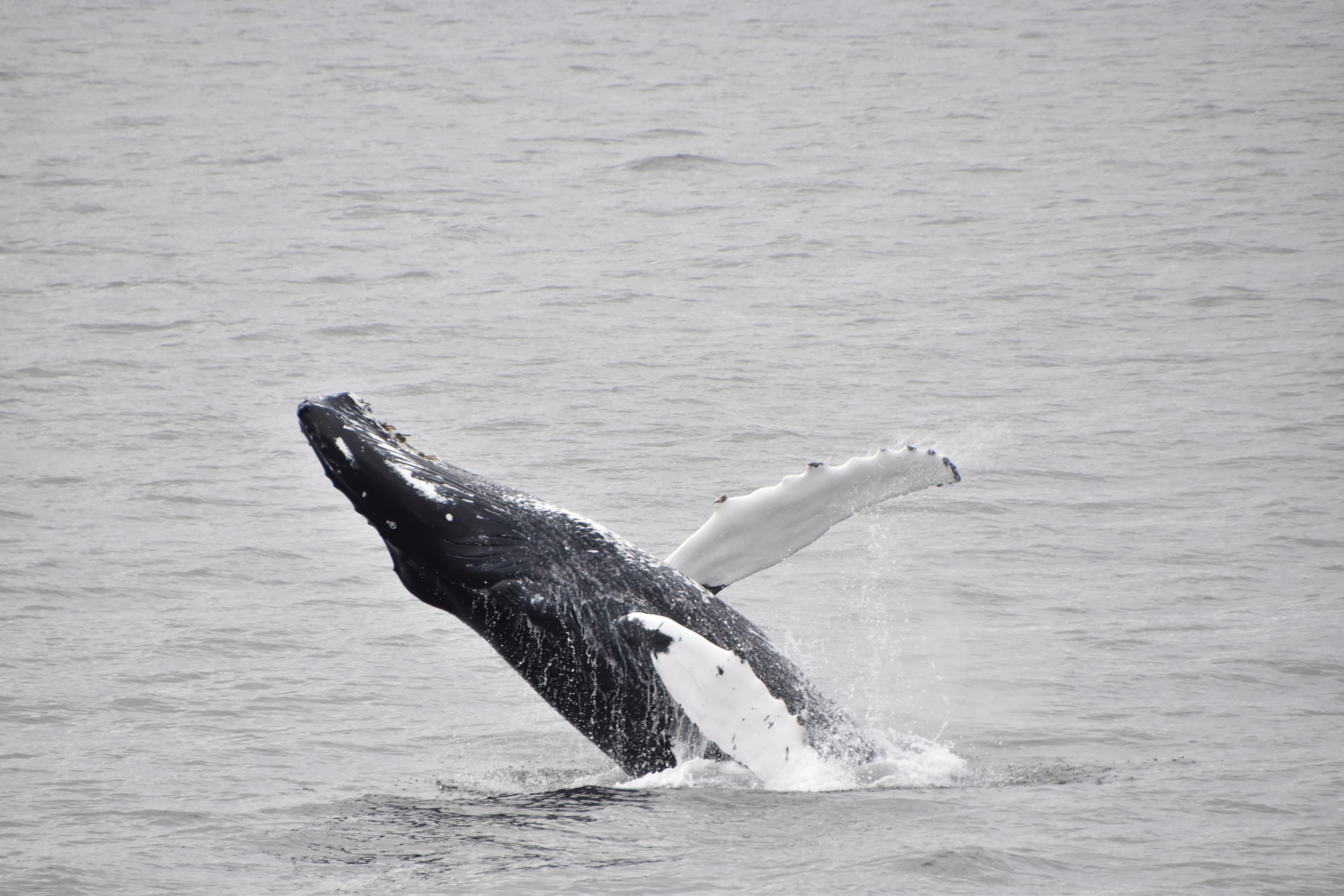 Whale Watching & The Reykjavík Food Walk - photo 5