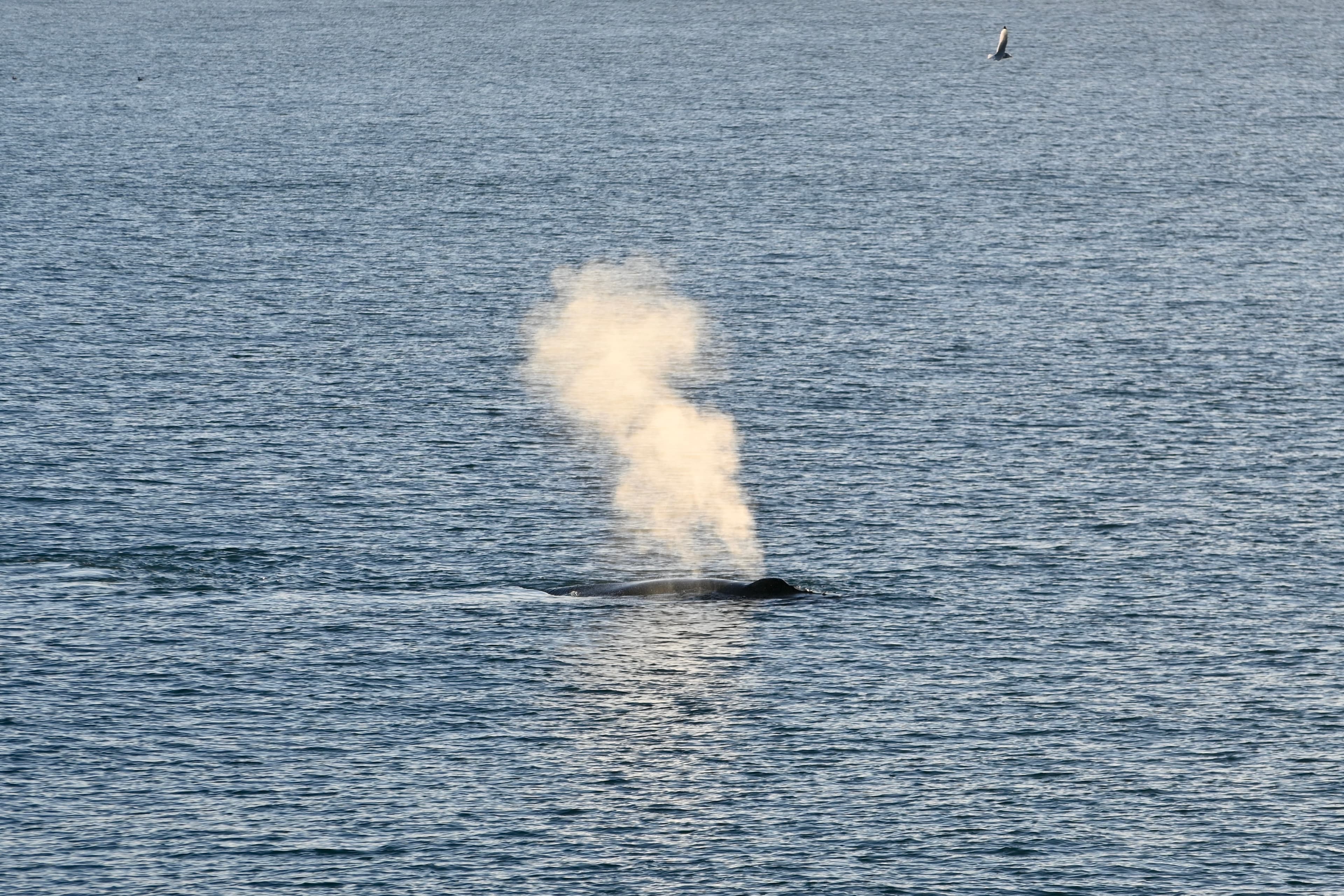 Reykjavík Whales & Buggy - photo 5