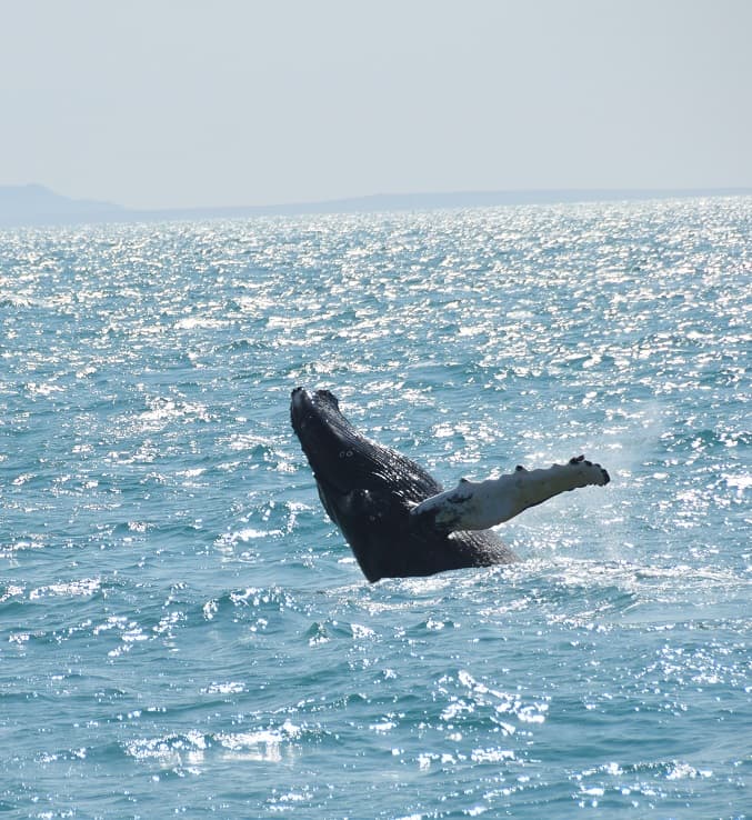Whale Watching & Caving - photo 10