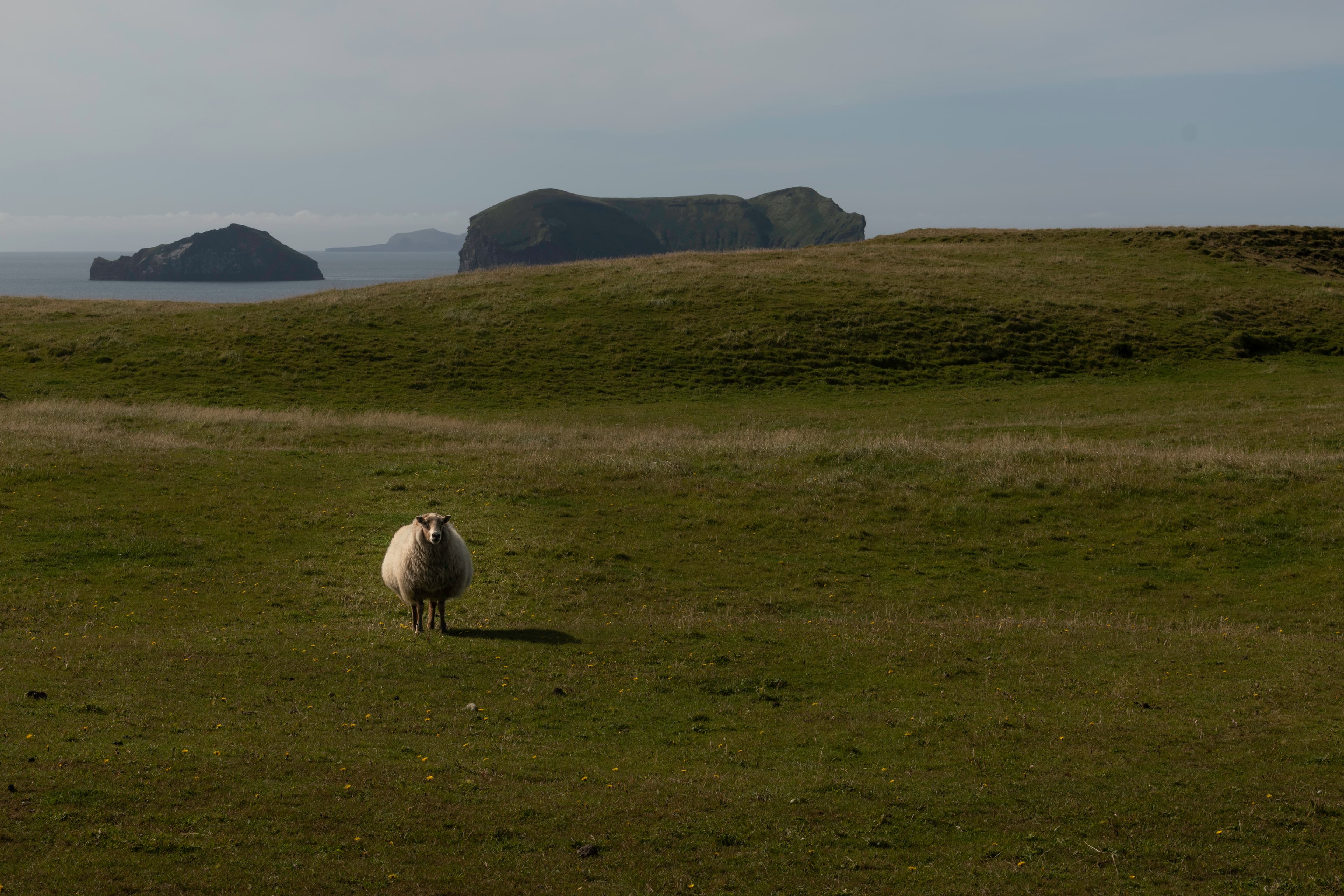Private Minivan tour to the Westman Islands: History and Natural Wonders