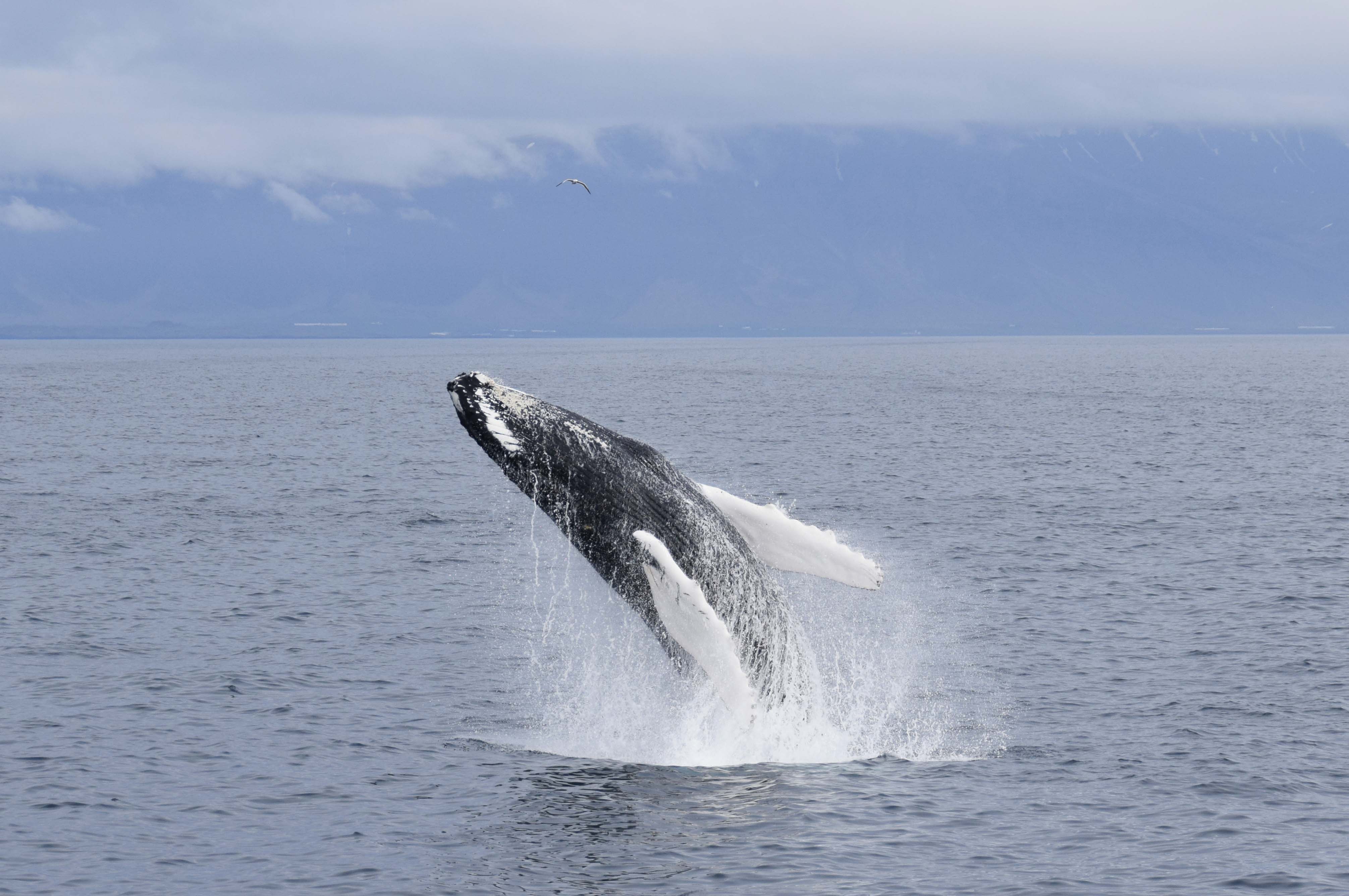 Whale Watching - photo 4