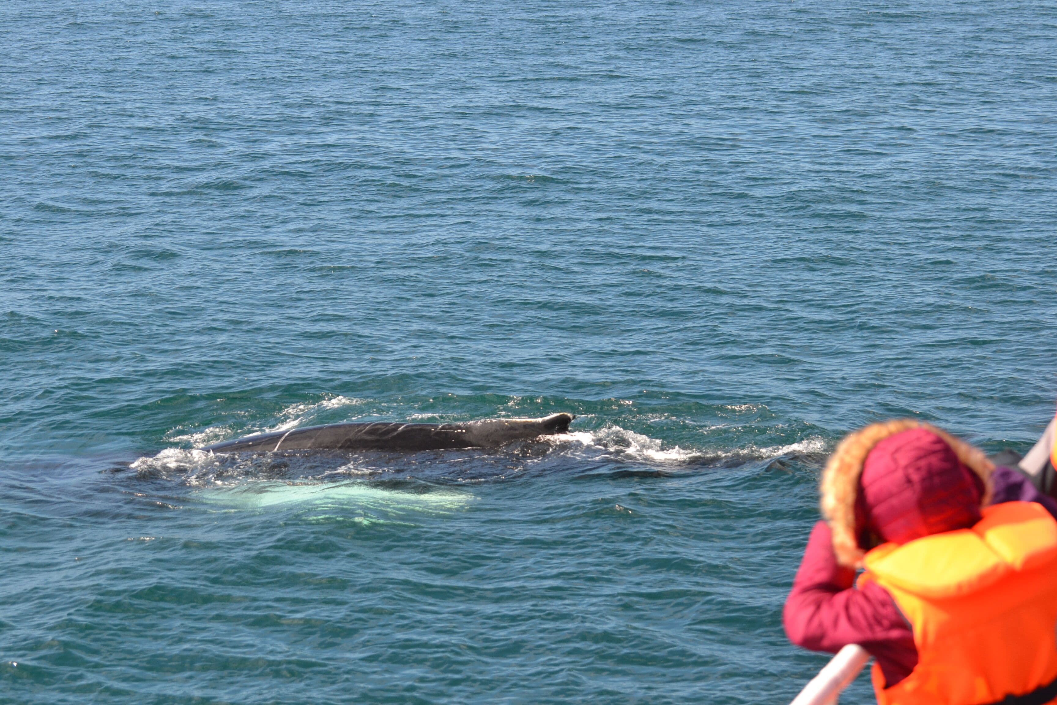 Reykjavík Classic Whale Watching  - photo 15