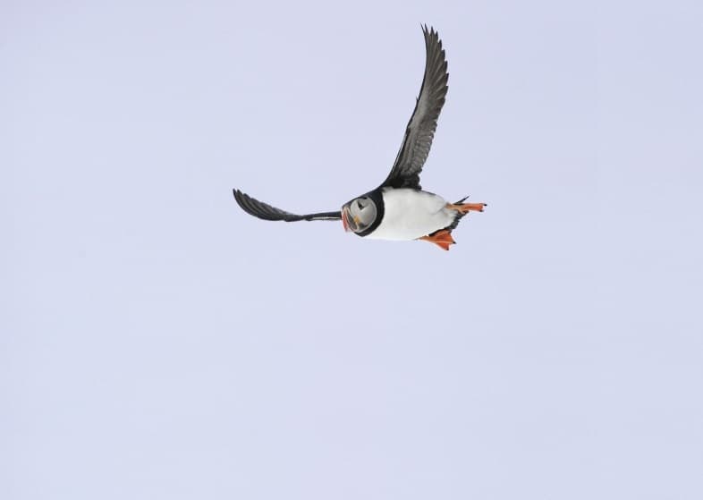 Whale Watching and Puffin Tour: Explore Iceland's Wildlife from Old Harbour in Downtown Reykjavik