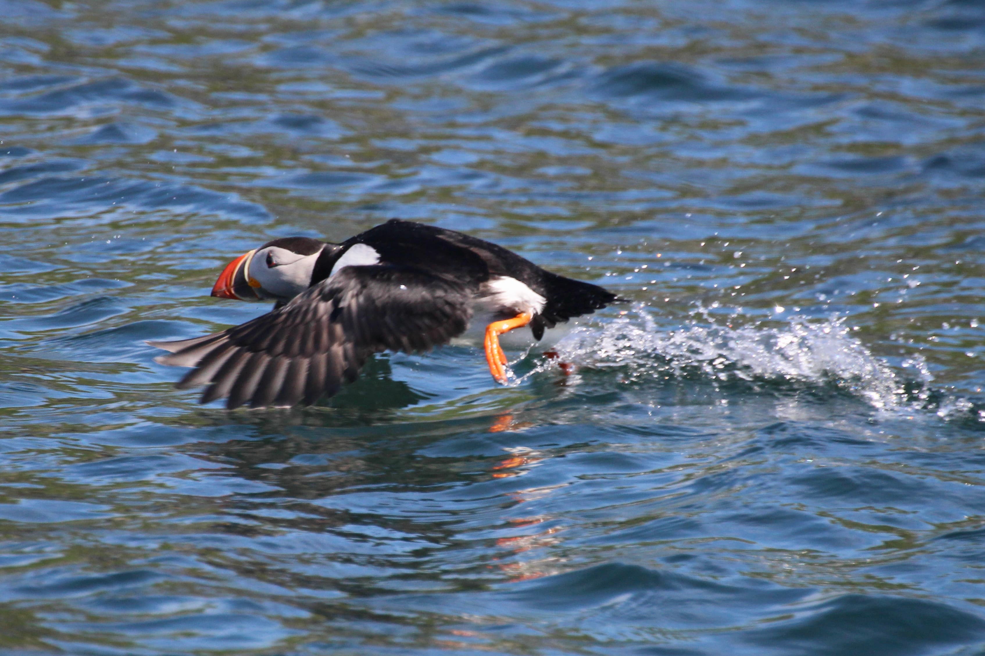 Reykjavík Classic Puffin Watching - photo 23