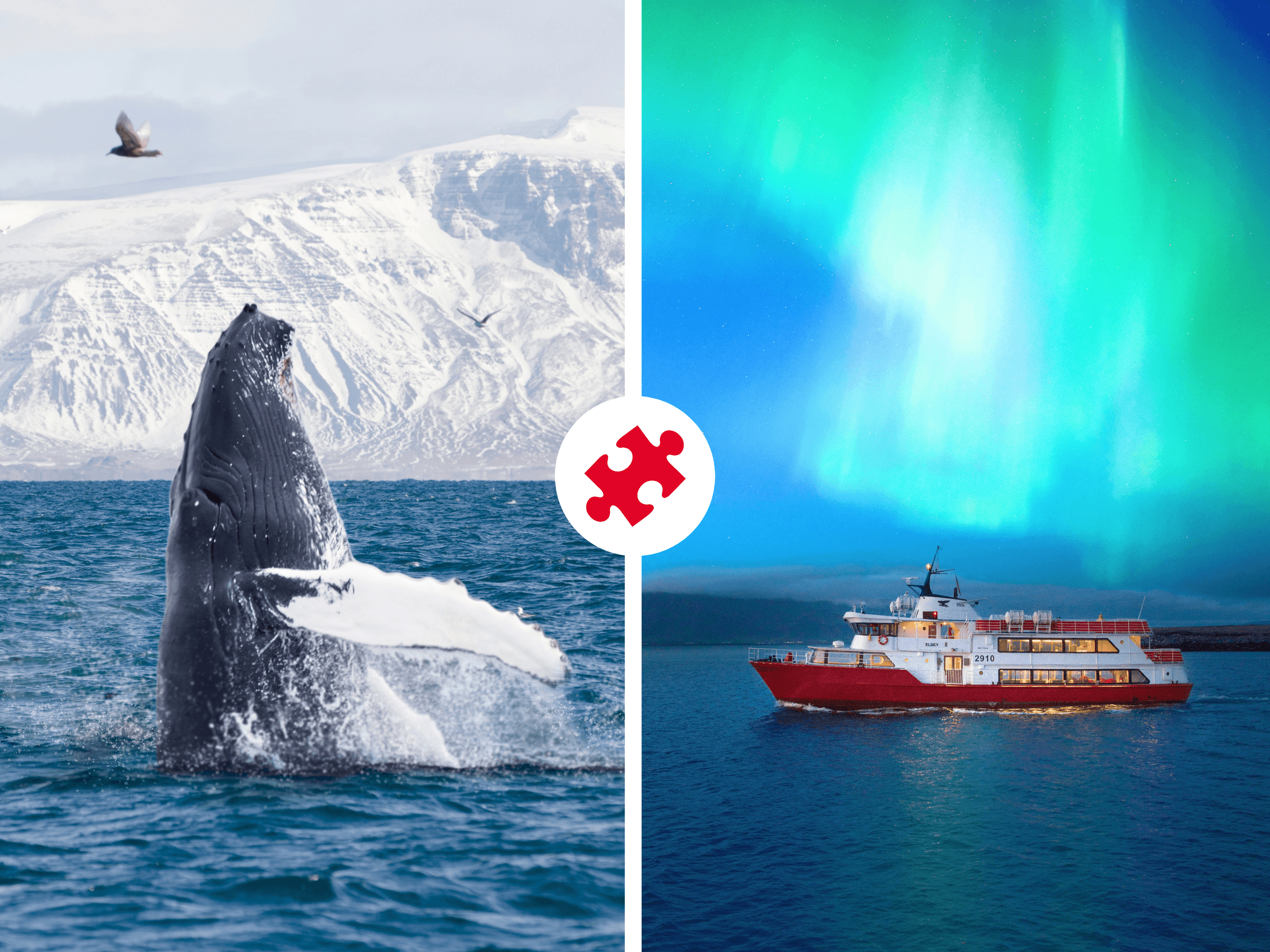 Reykjavík Whales & Northern Lights