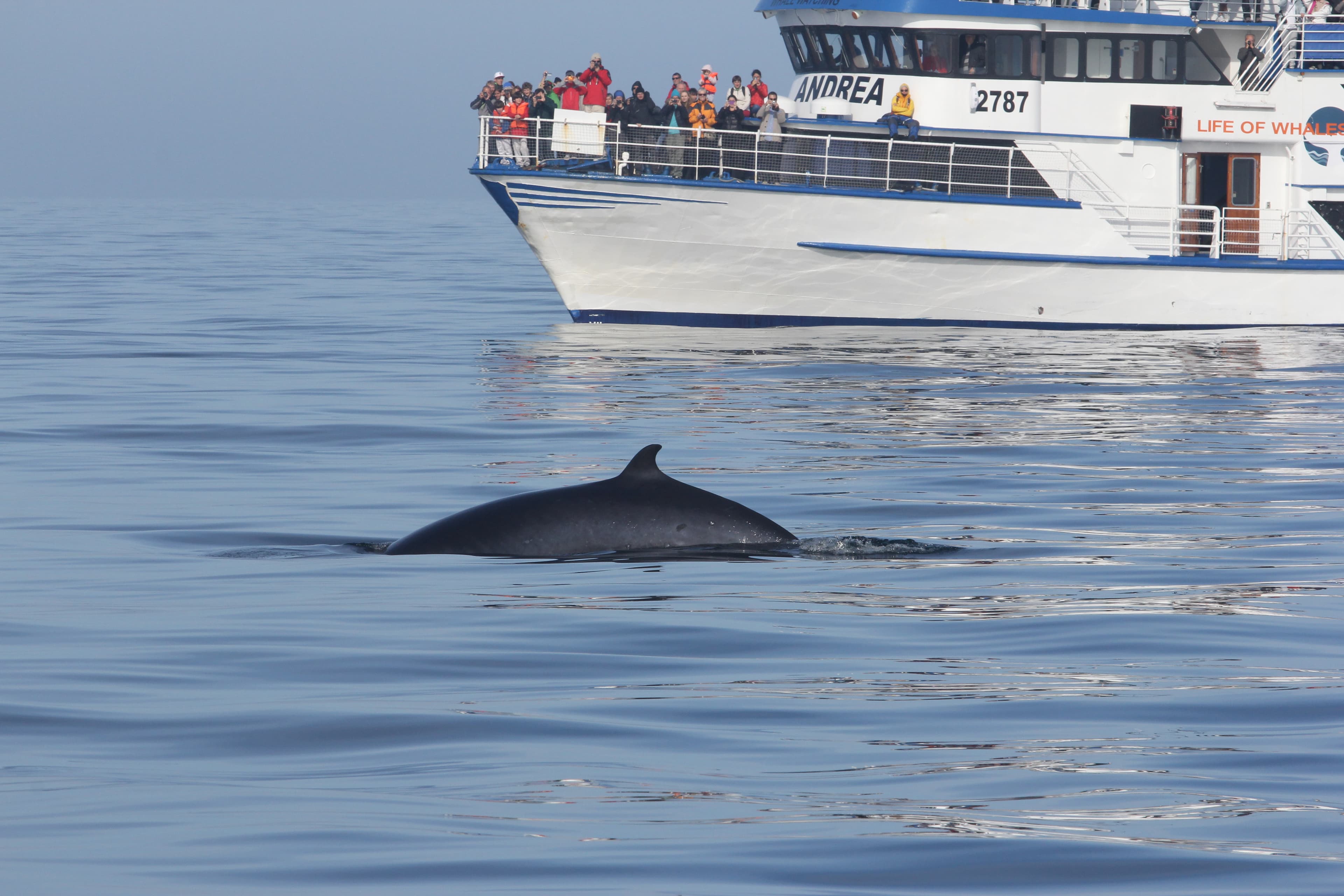 Whale Watching & Caving - photo 16