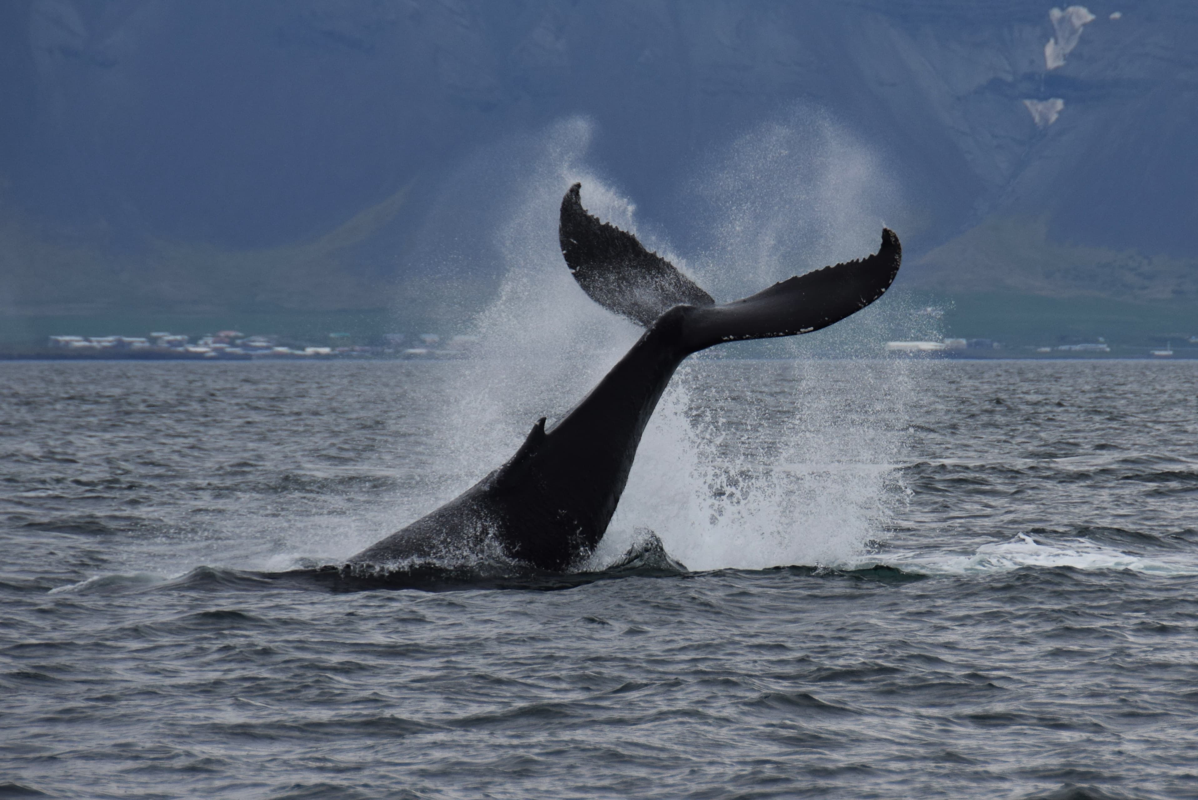Whale Watching & Whales of Iceland Museum - photo 3