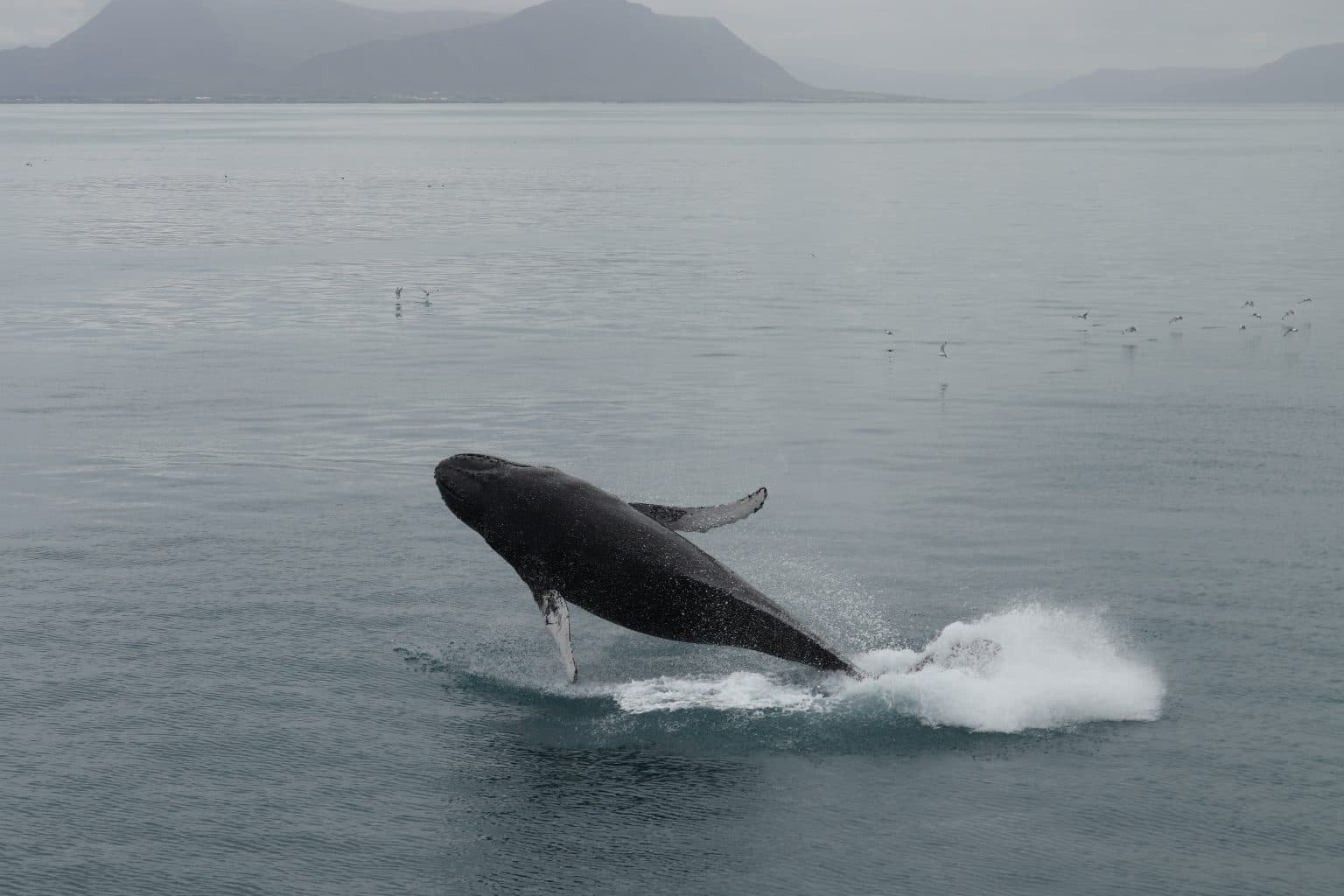 Best Value Whale Watching tour from Reykjavik - photo 9